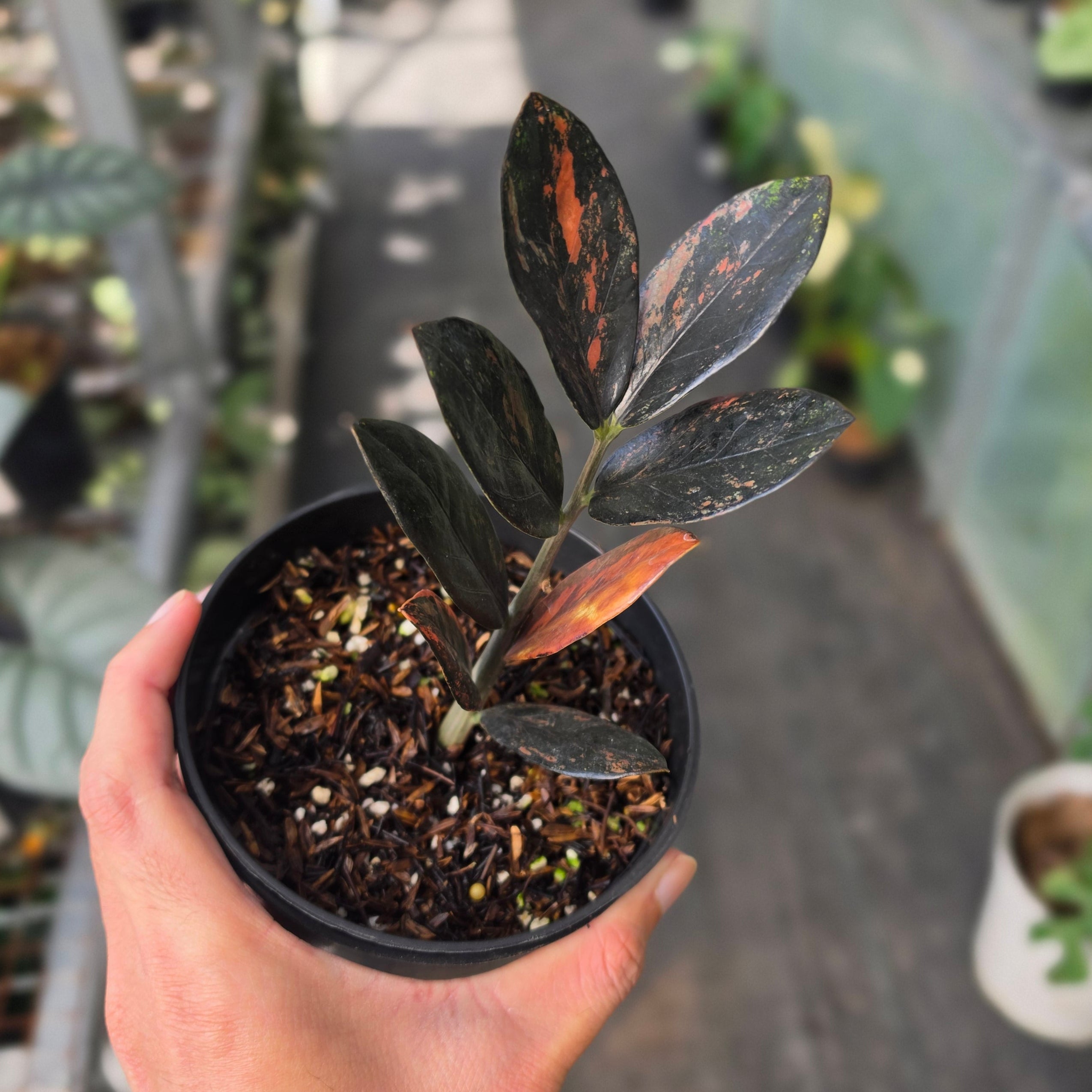 Zamioculcas zamiifolia 'Raven' Variegated