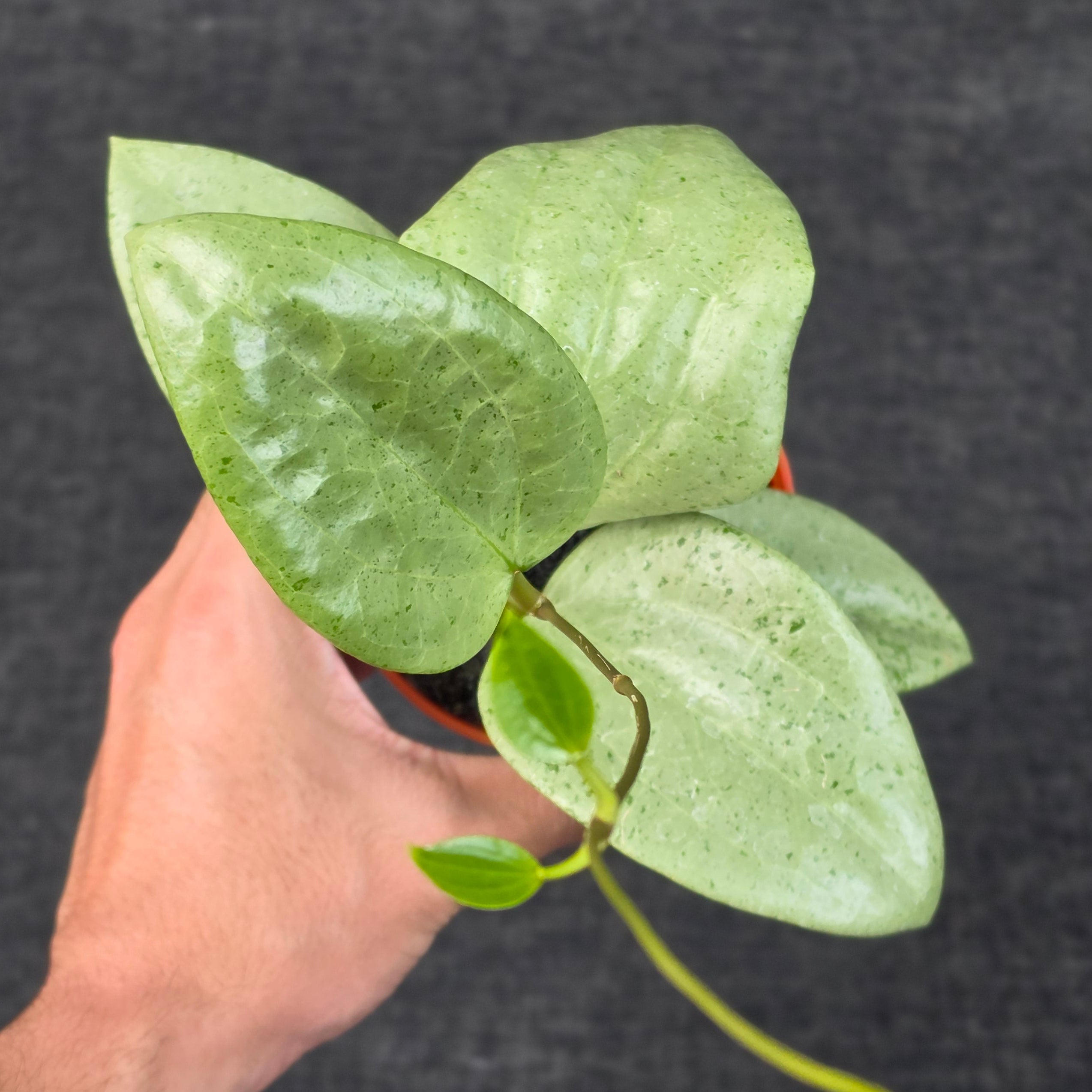 Hoya glabra 'gin' (silver)