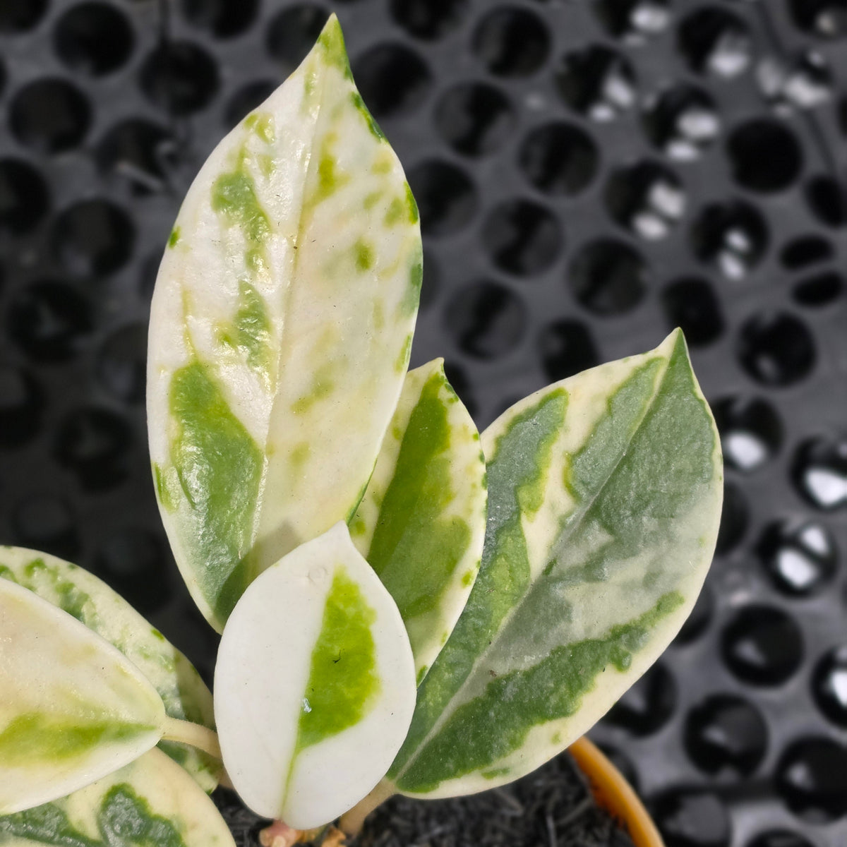 Hoya carnosa 'Madara Snow Angel'