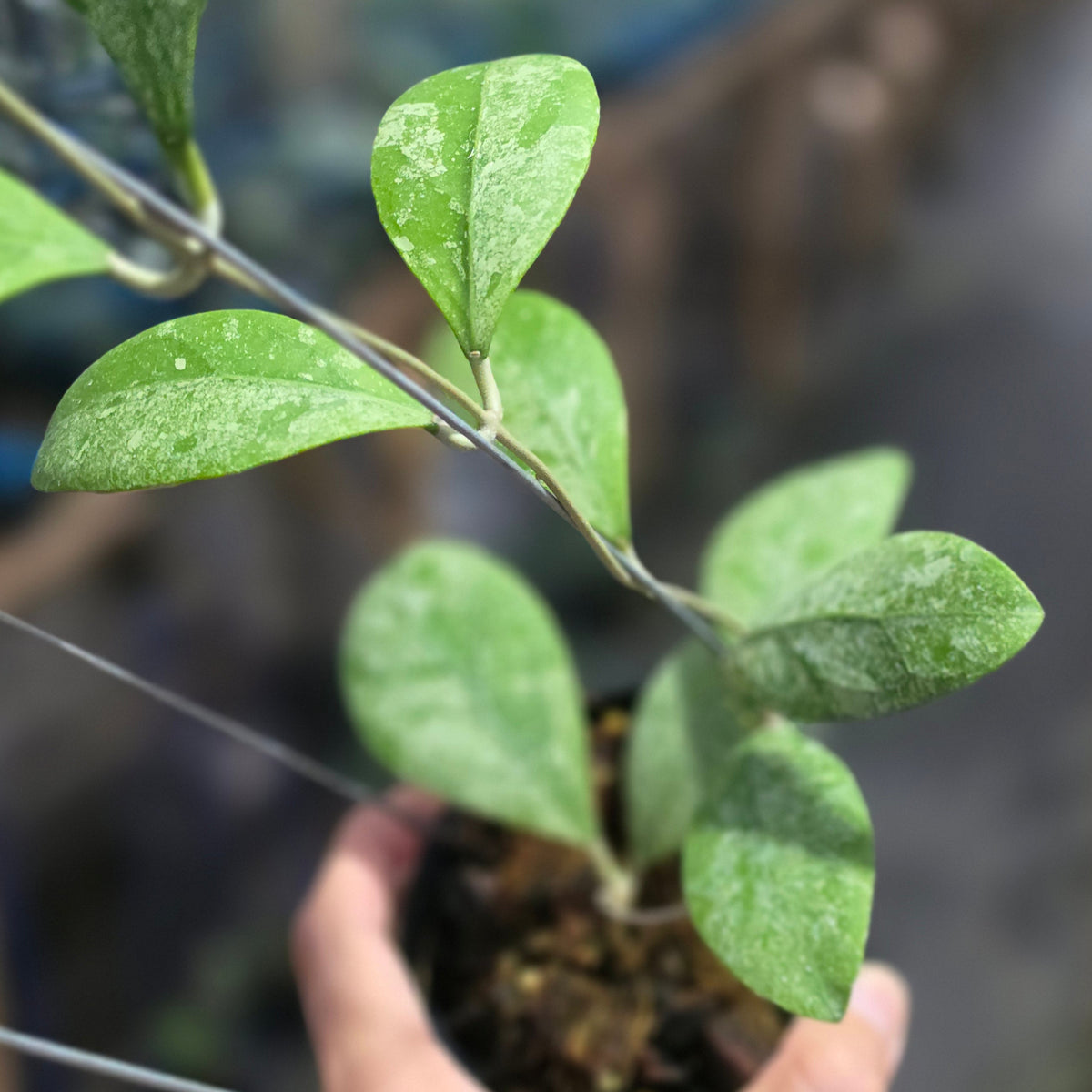 Hoya rintzii 'Silver Ant'