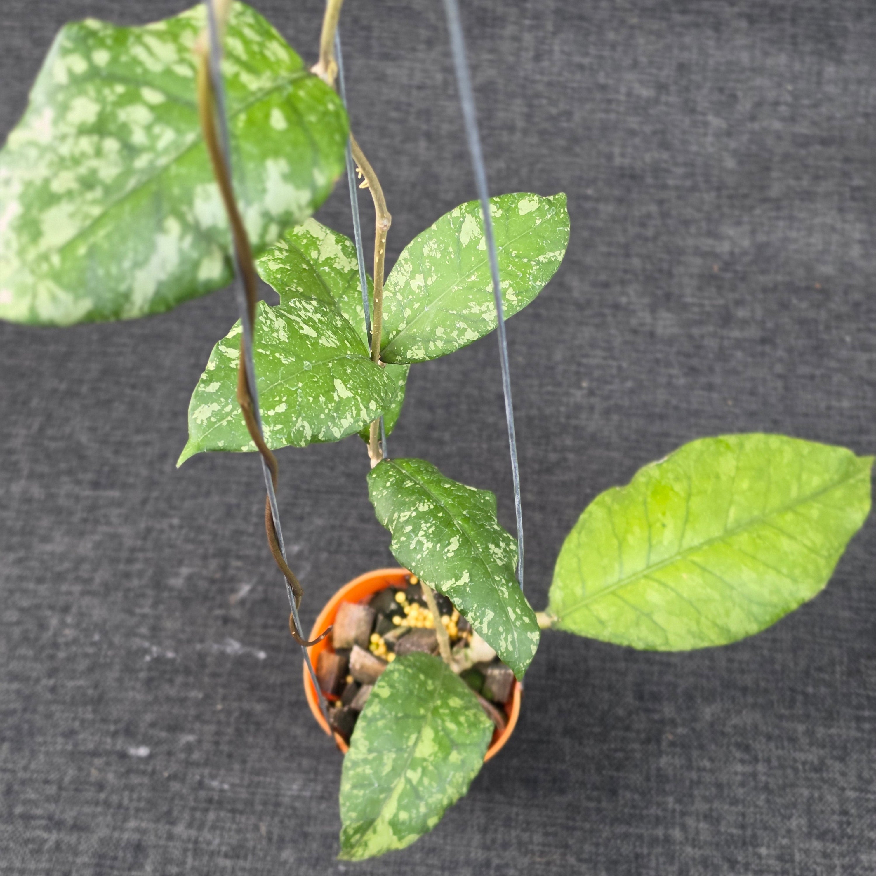Hoya sp aceh forest orb