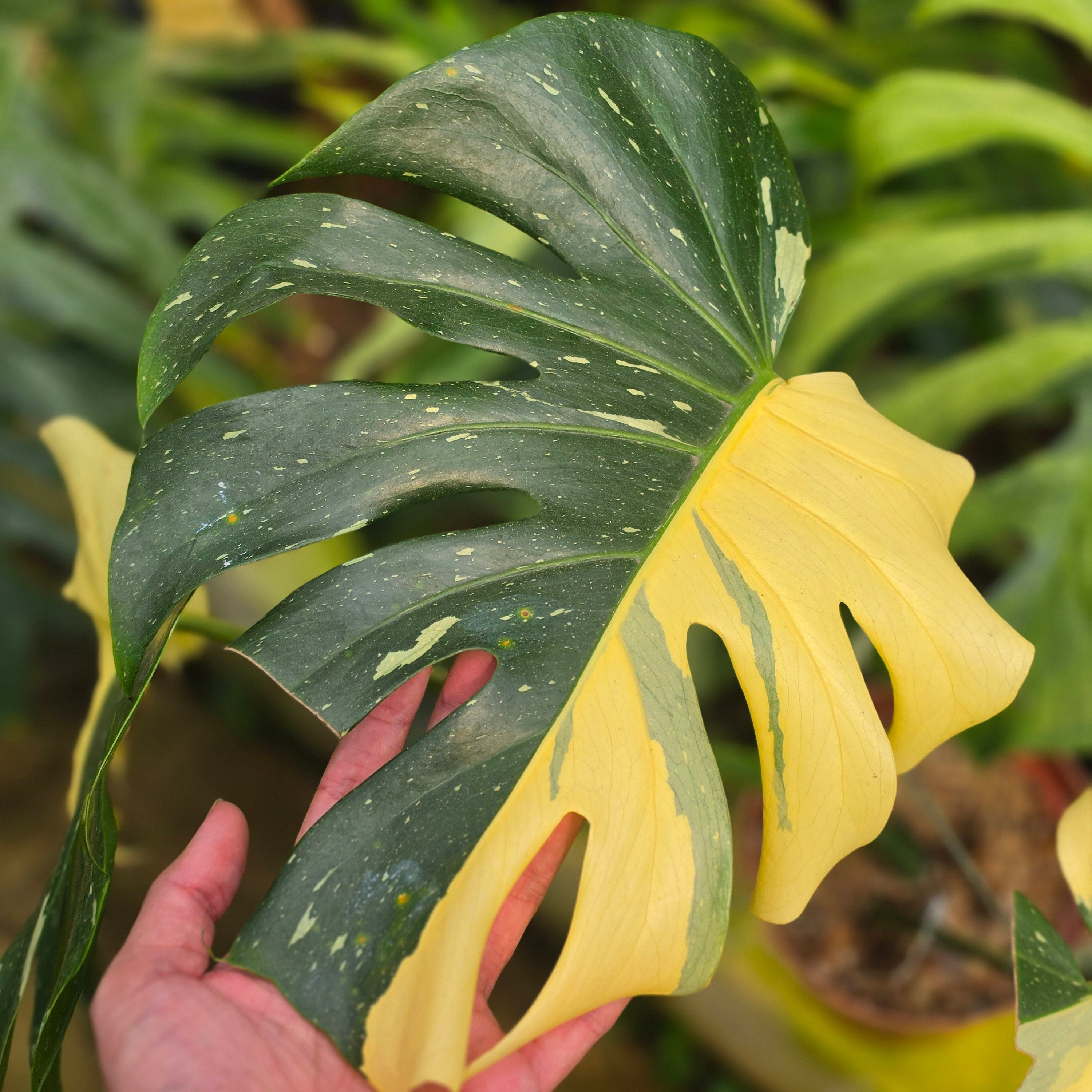 Monstera Deliciosa 'Casper'