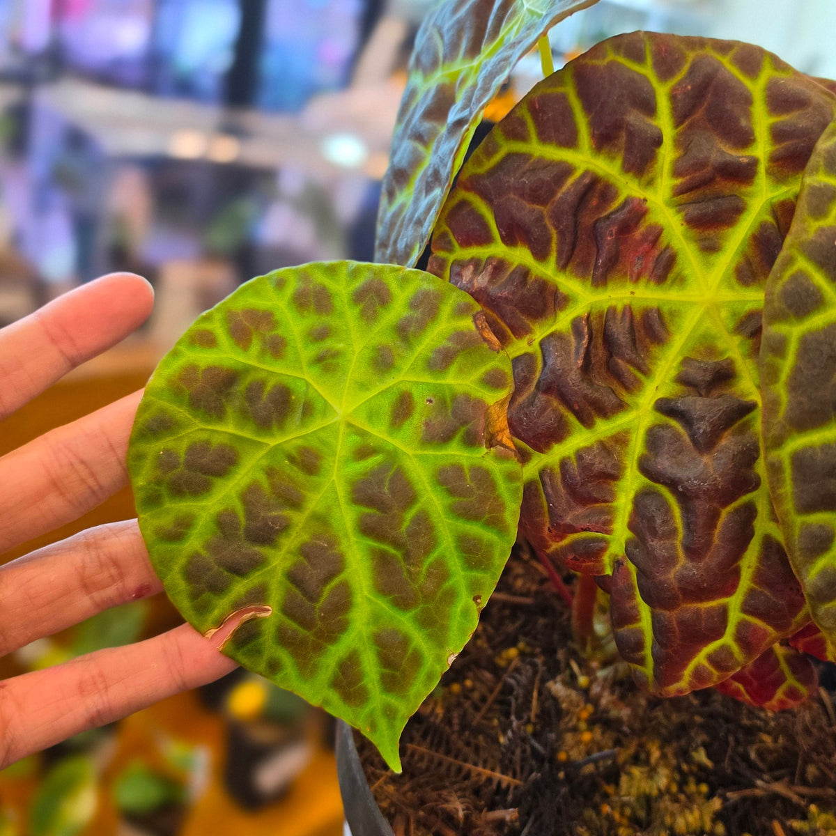 Begonia sp merangin - mature