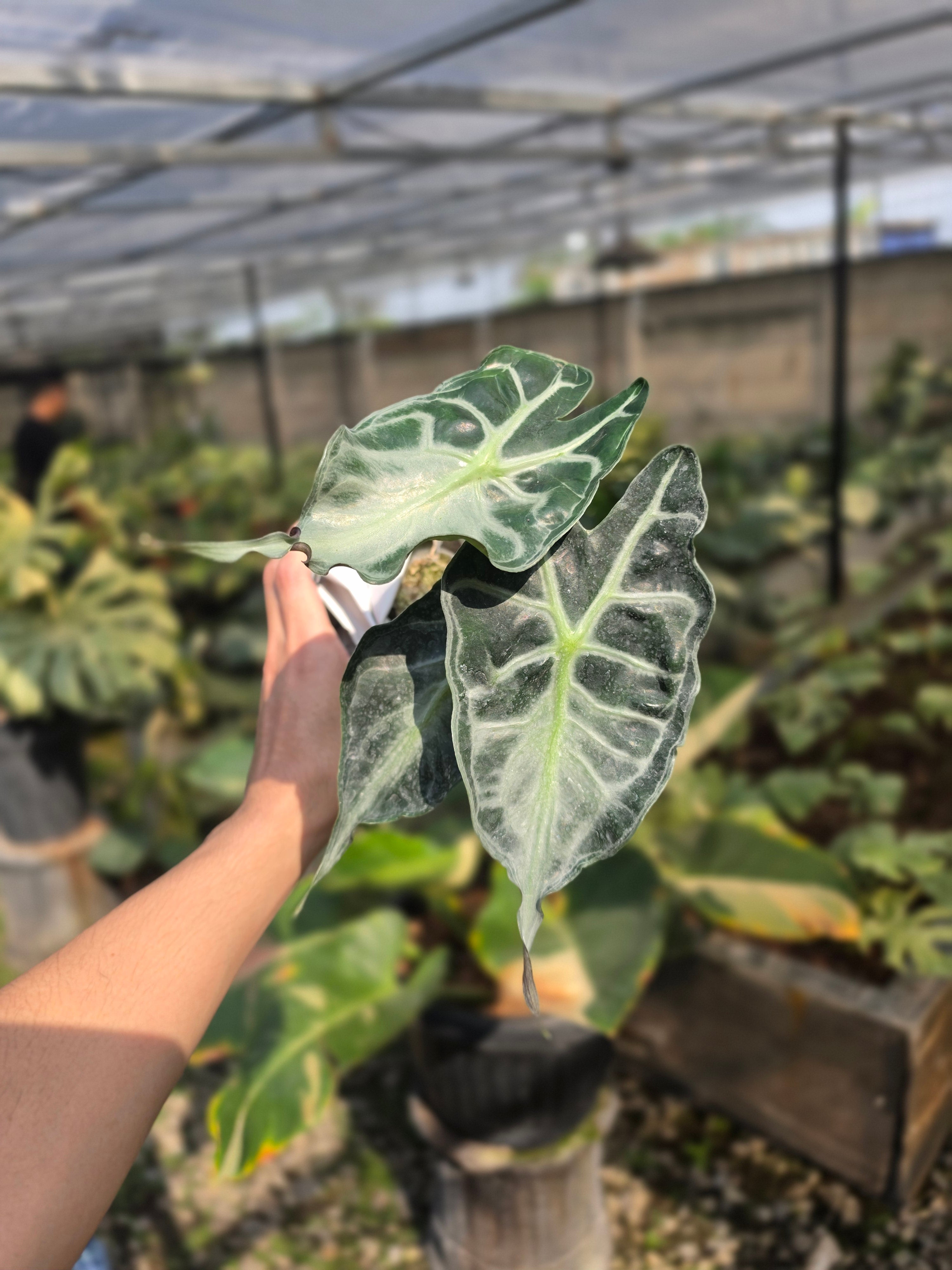 Alocasia venom