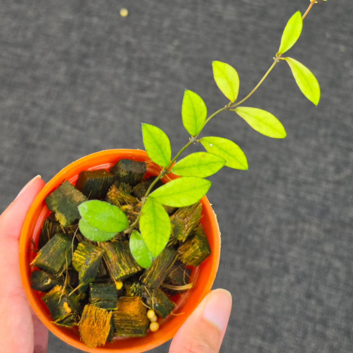 Hoya 'Mini Coin Variegata'