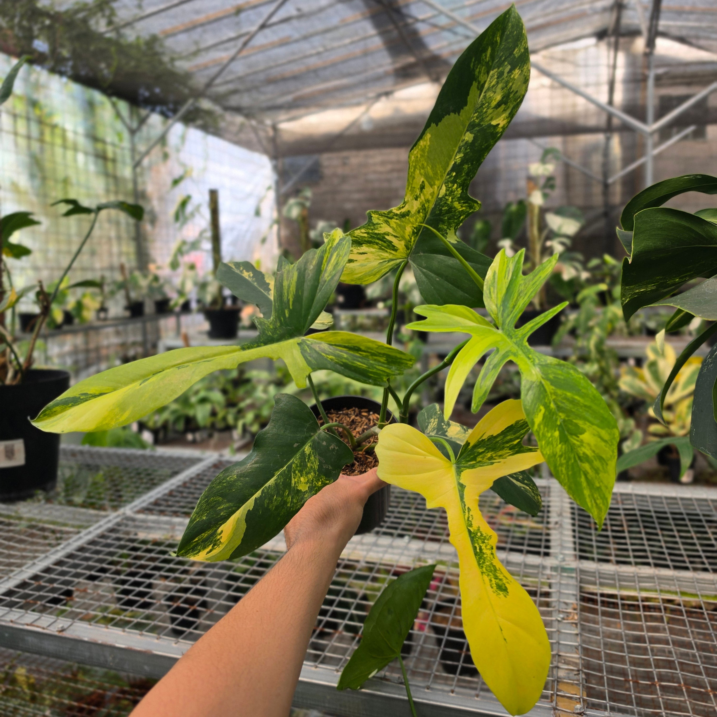 RP Philodendron Florida beauty x bob cee variegated - AM22-08