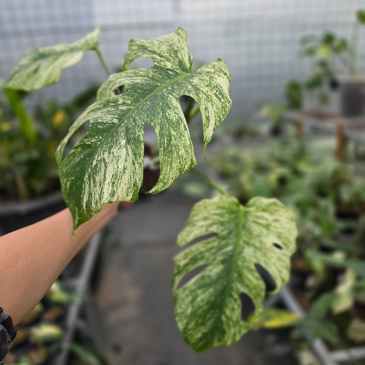 Monstera java sports - AM12-09