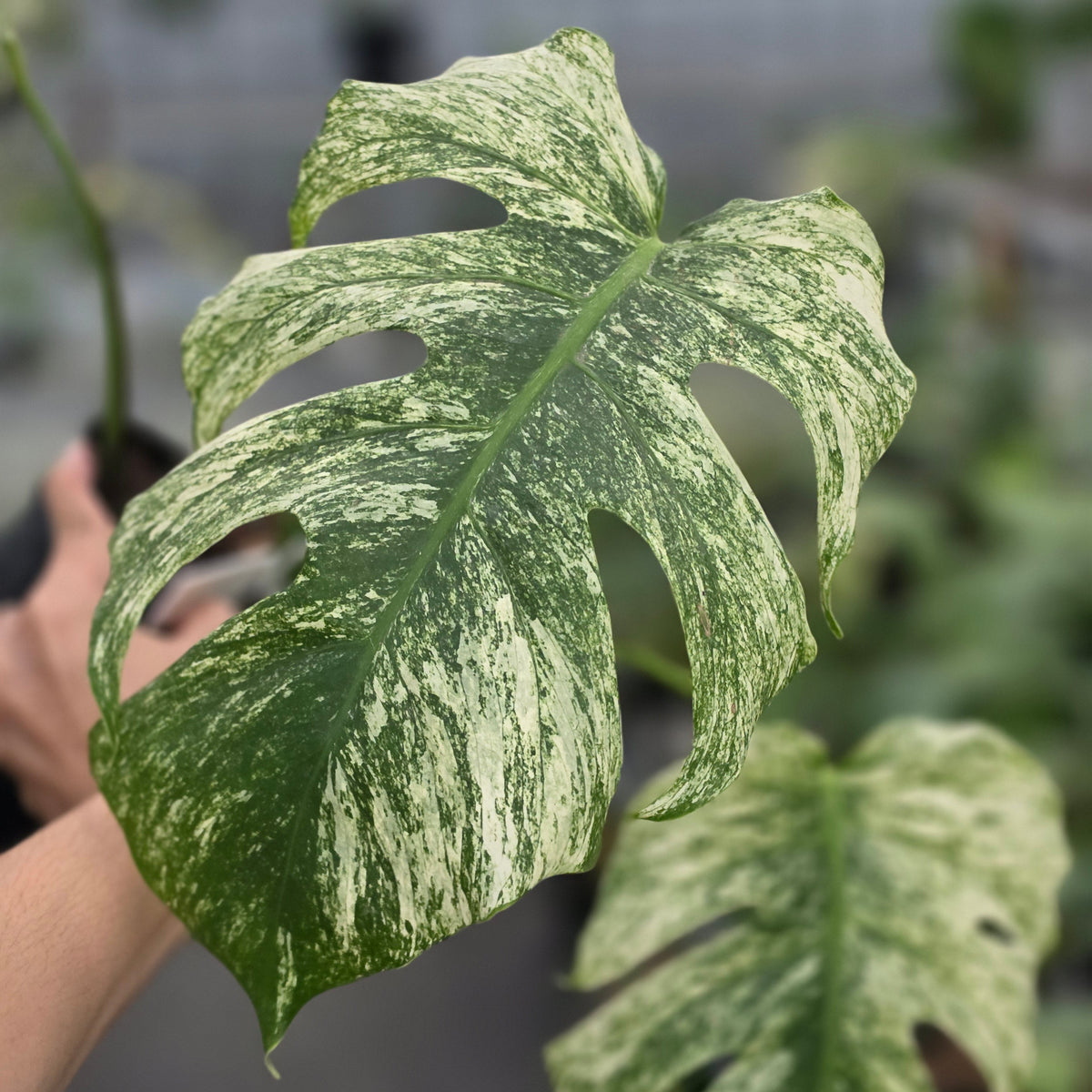 Monstera java sports - AM12-09