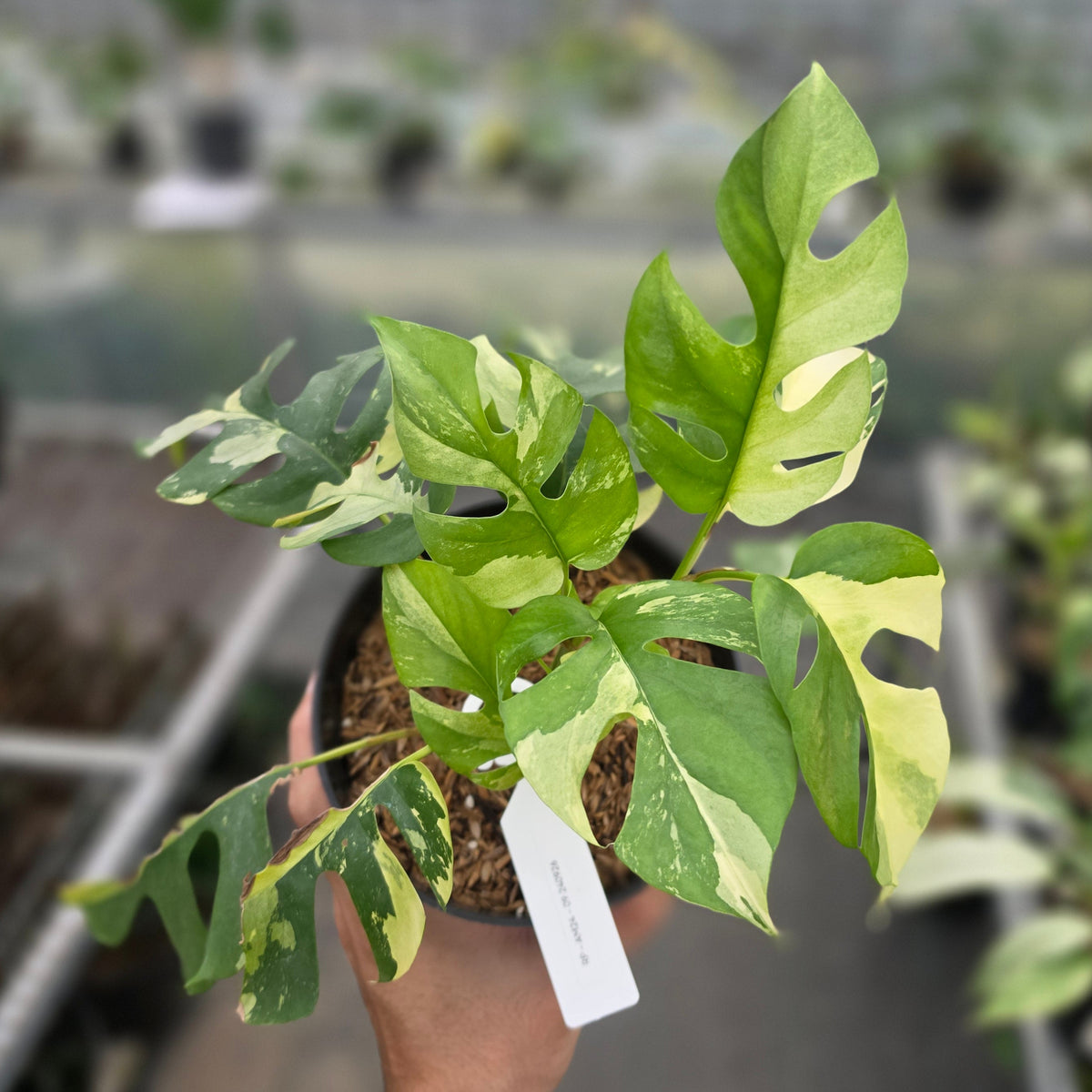 Rhaphidophora tetrasperma var - AM24-09