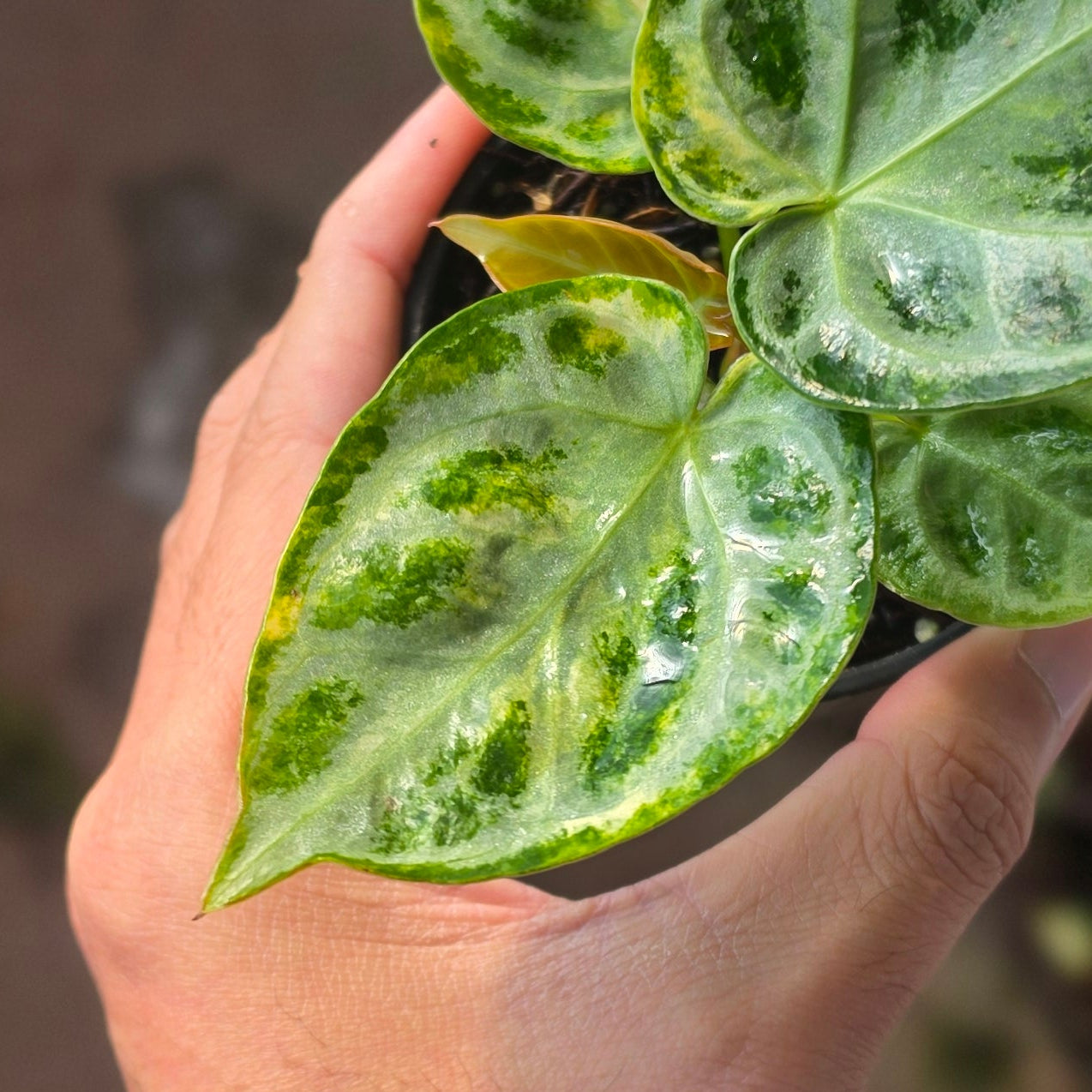 Anthurium Silver Chrome Variegated