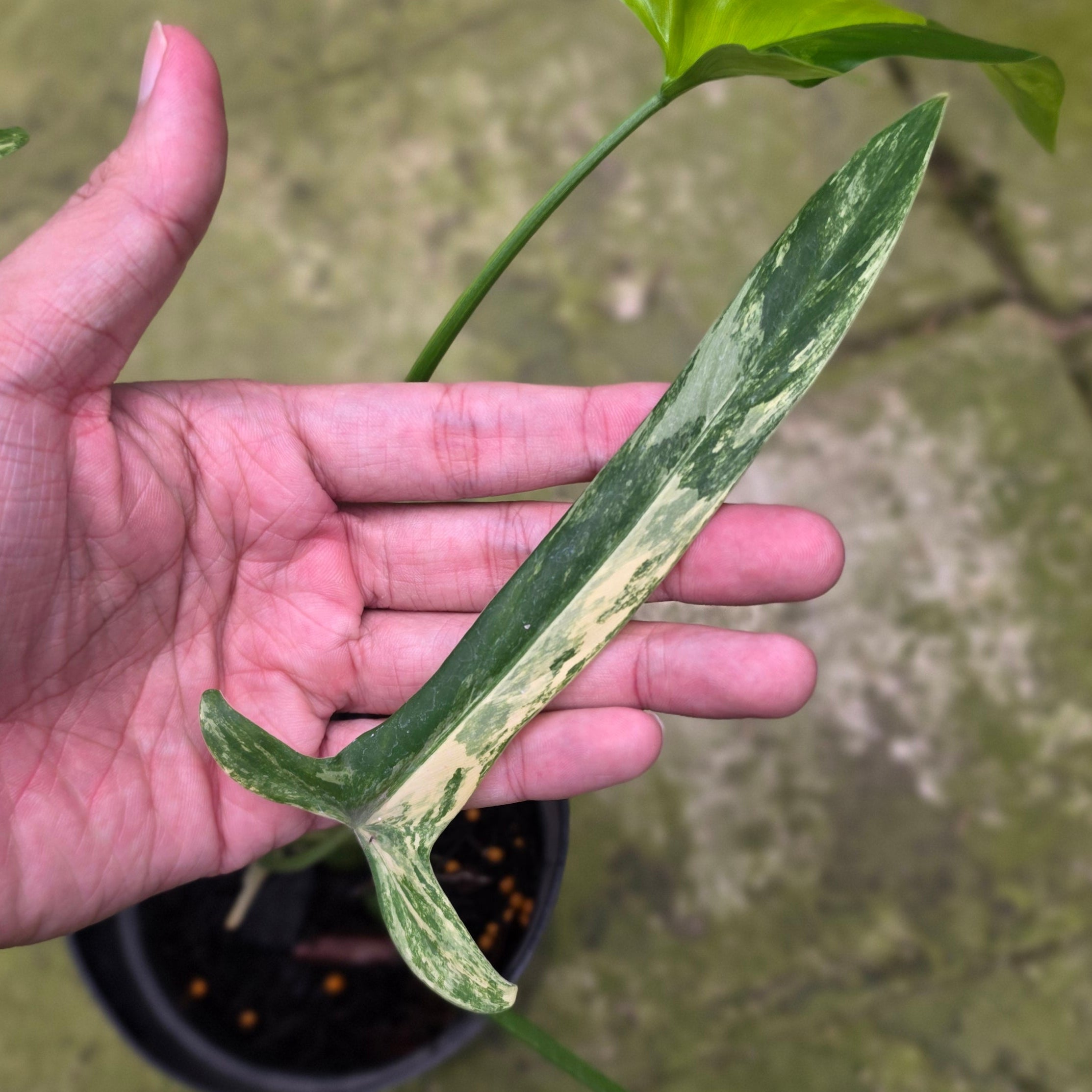 Philodendron holtonianum variegated