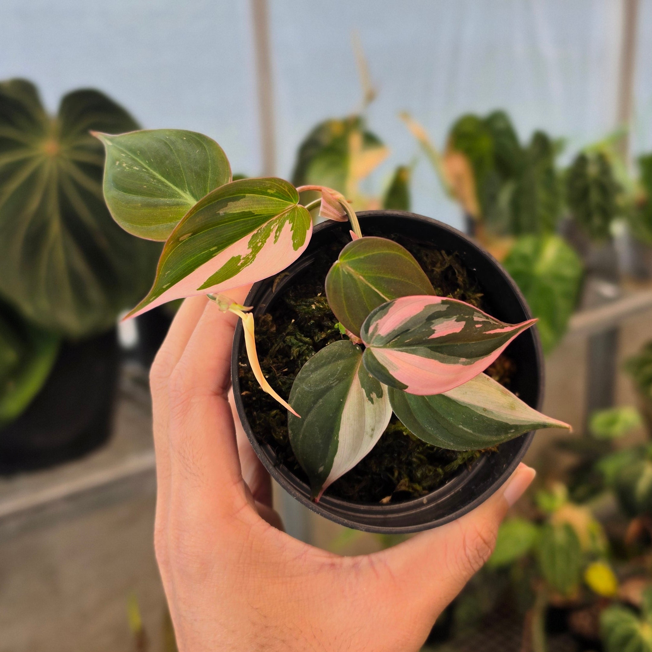 Philodendron micans pink variegated