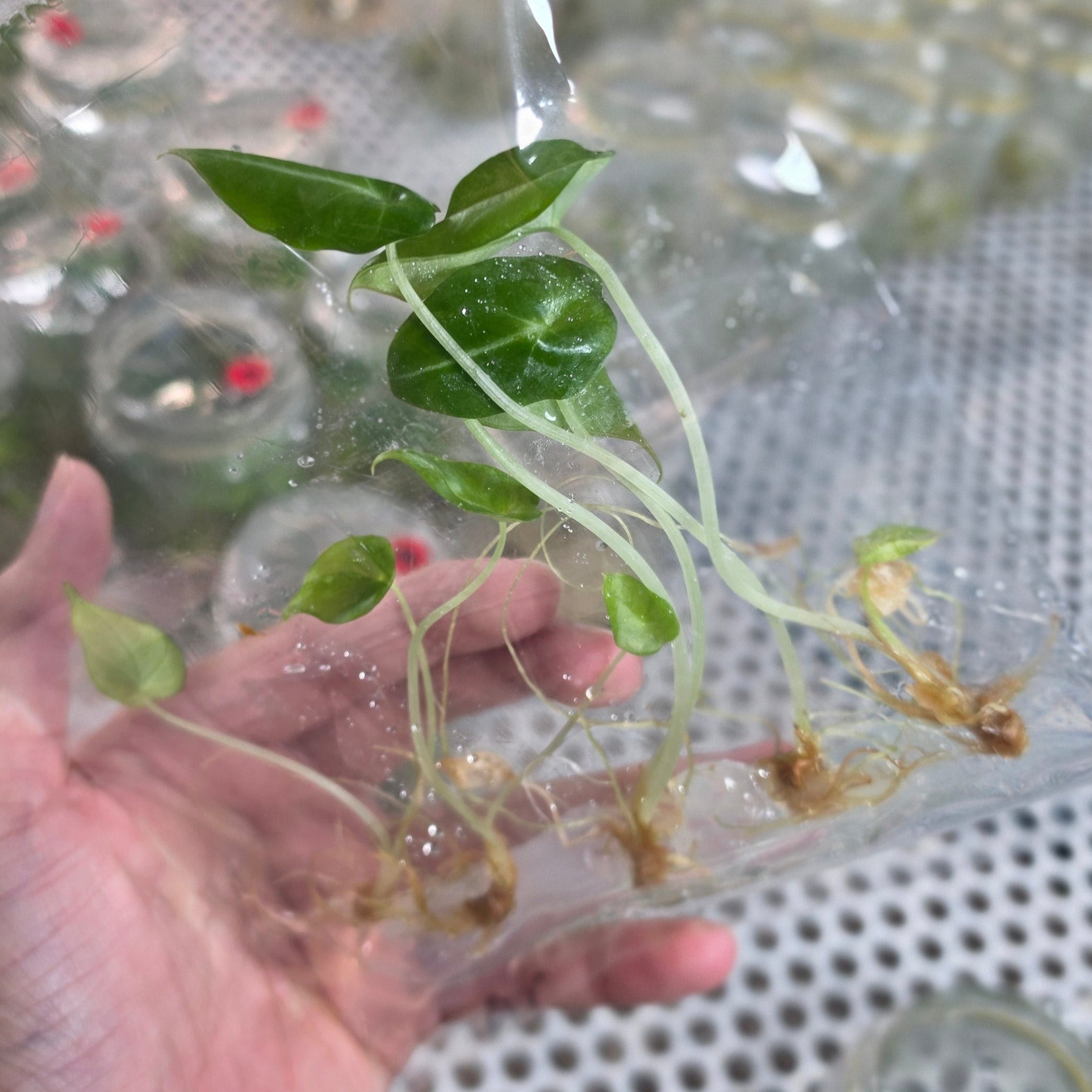 Alocasia black velvet - Tissue culture