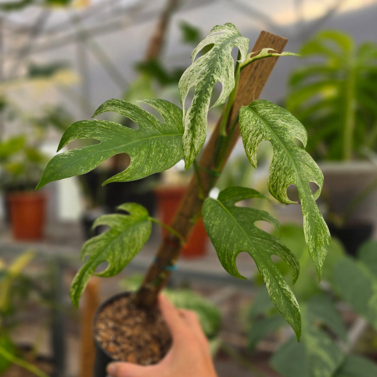 Epipremnum pinnatum white dagger - AM16-09