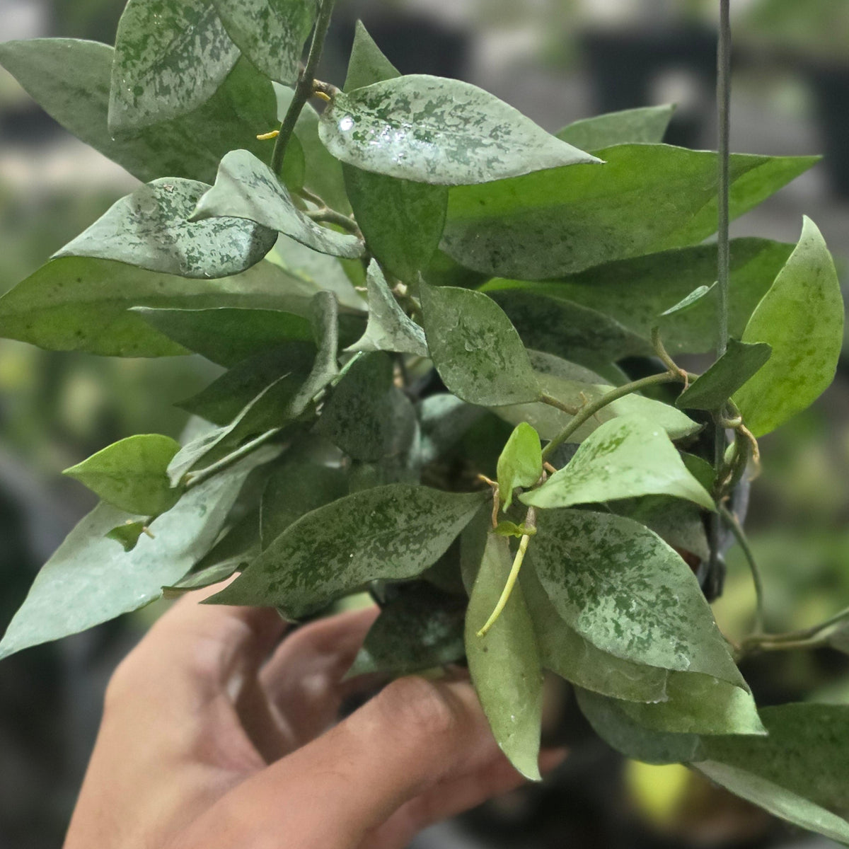Hoya leopard skin silver