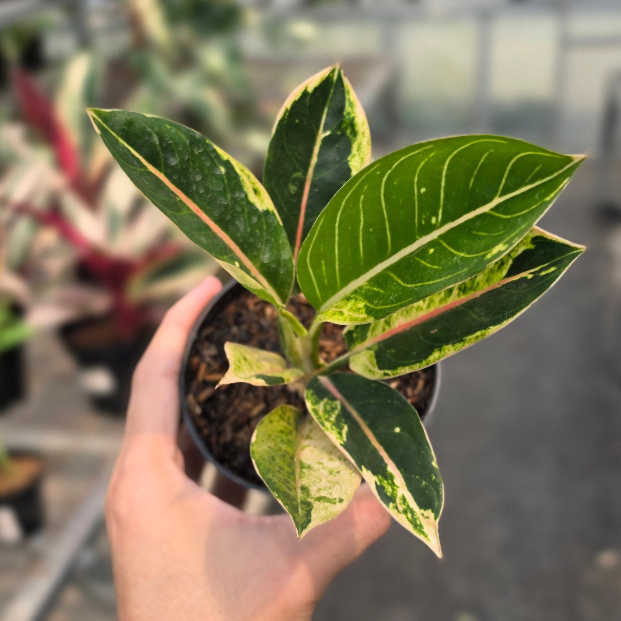 RP Aglaonema Donacarmen santi variegated - AM14-08