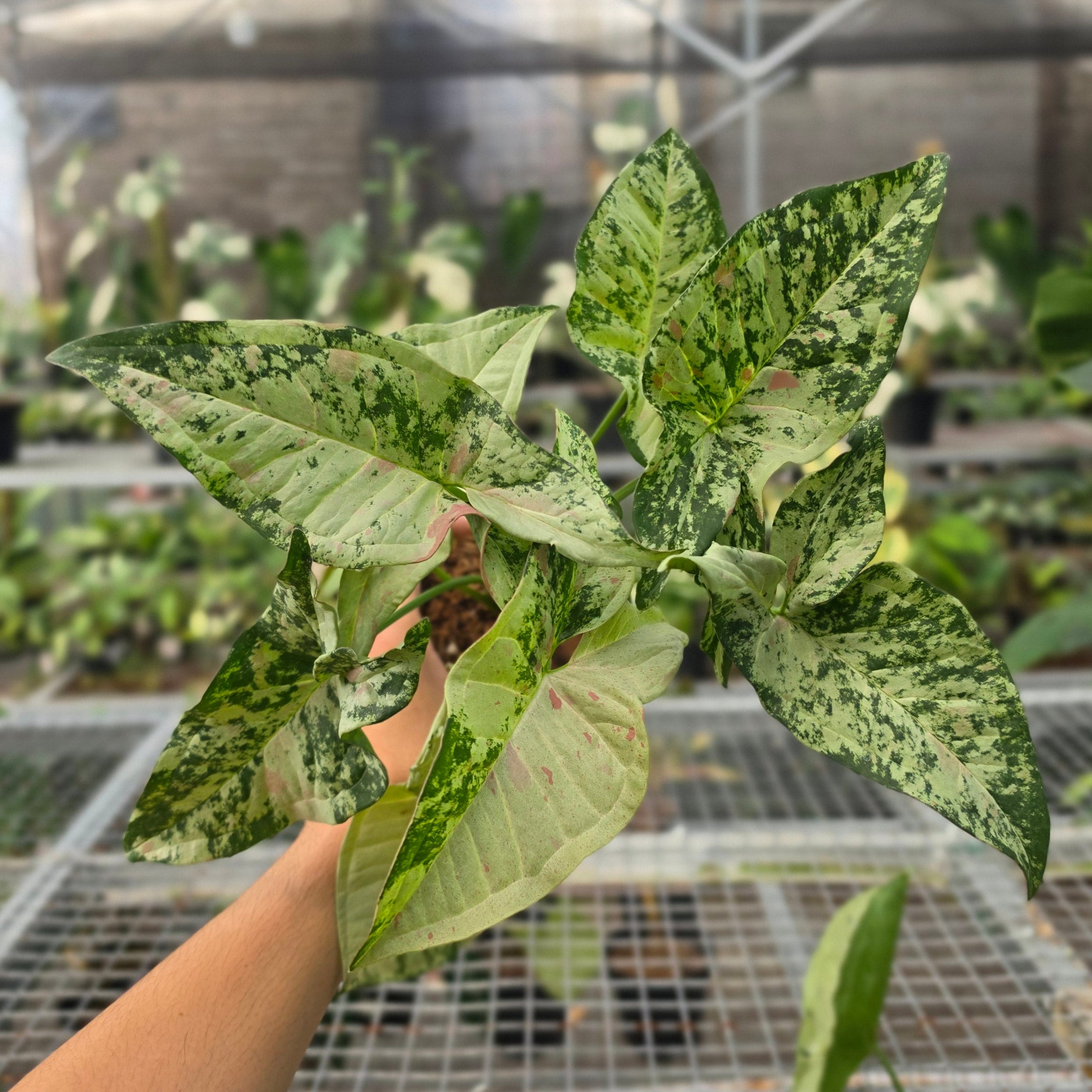 RP Syngonium Milk confetti tricolor - AM12-08