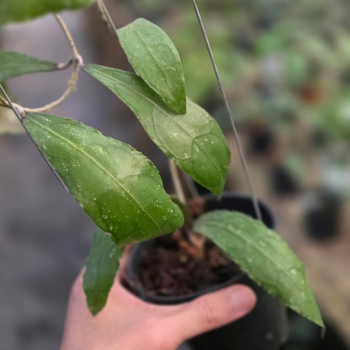 Hoya clemensiorum 'terong'
