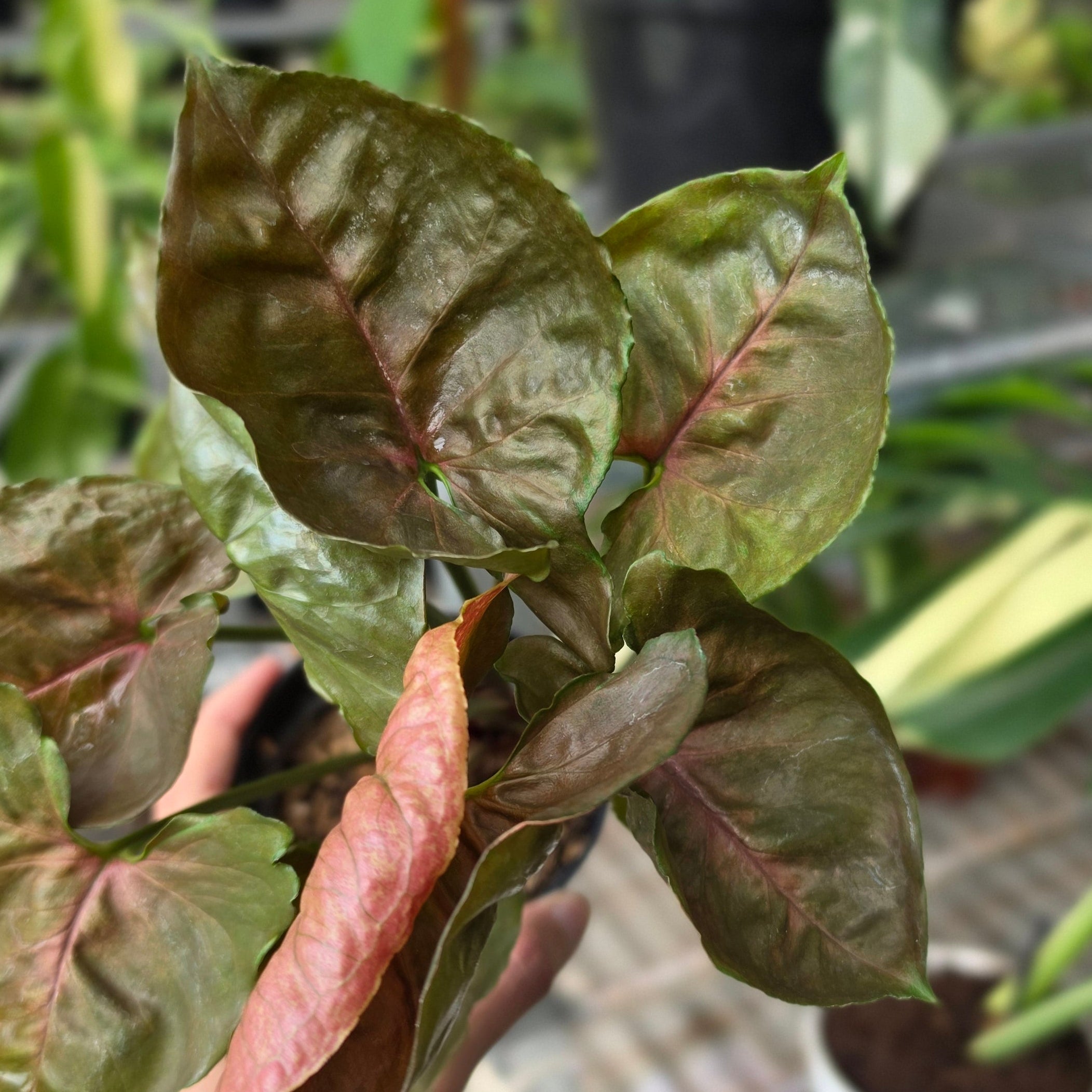 RP Syngonium Maria - AM05-08