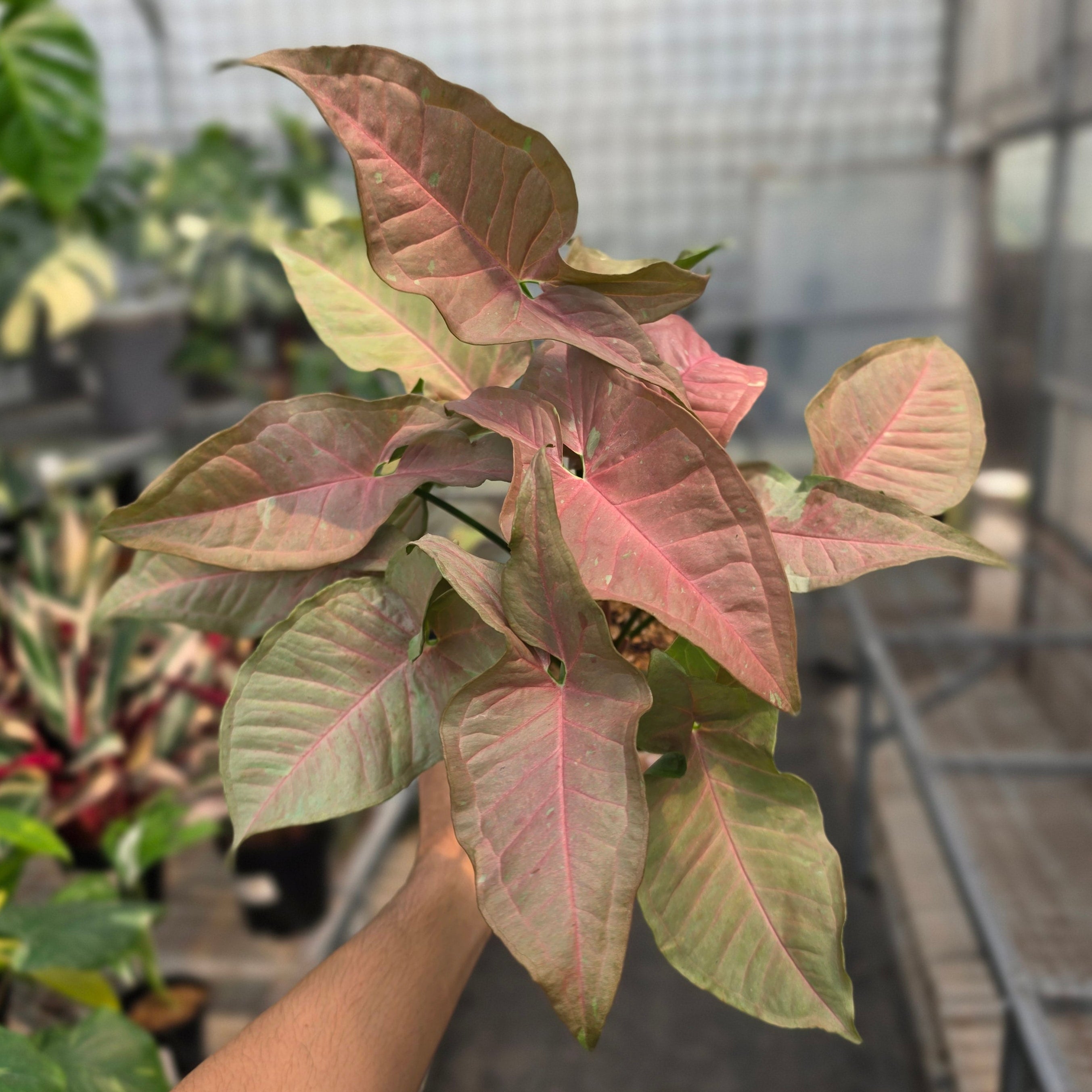 RP Syngonium Pink caviar - AM08-08