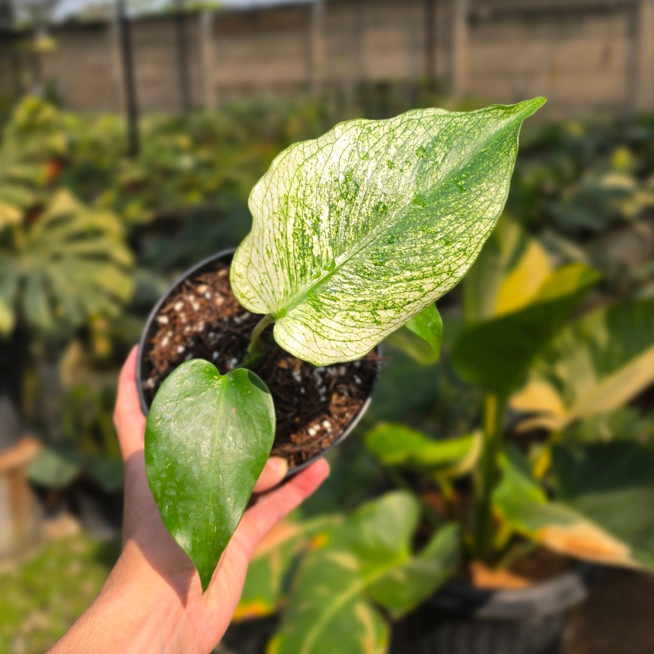 Monstera devil monster
