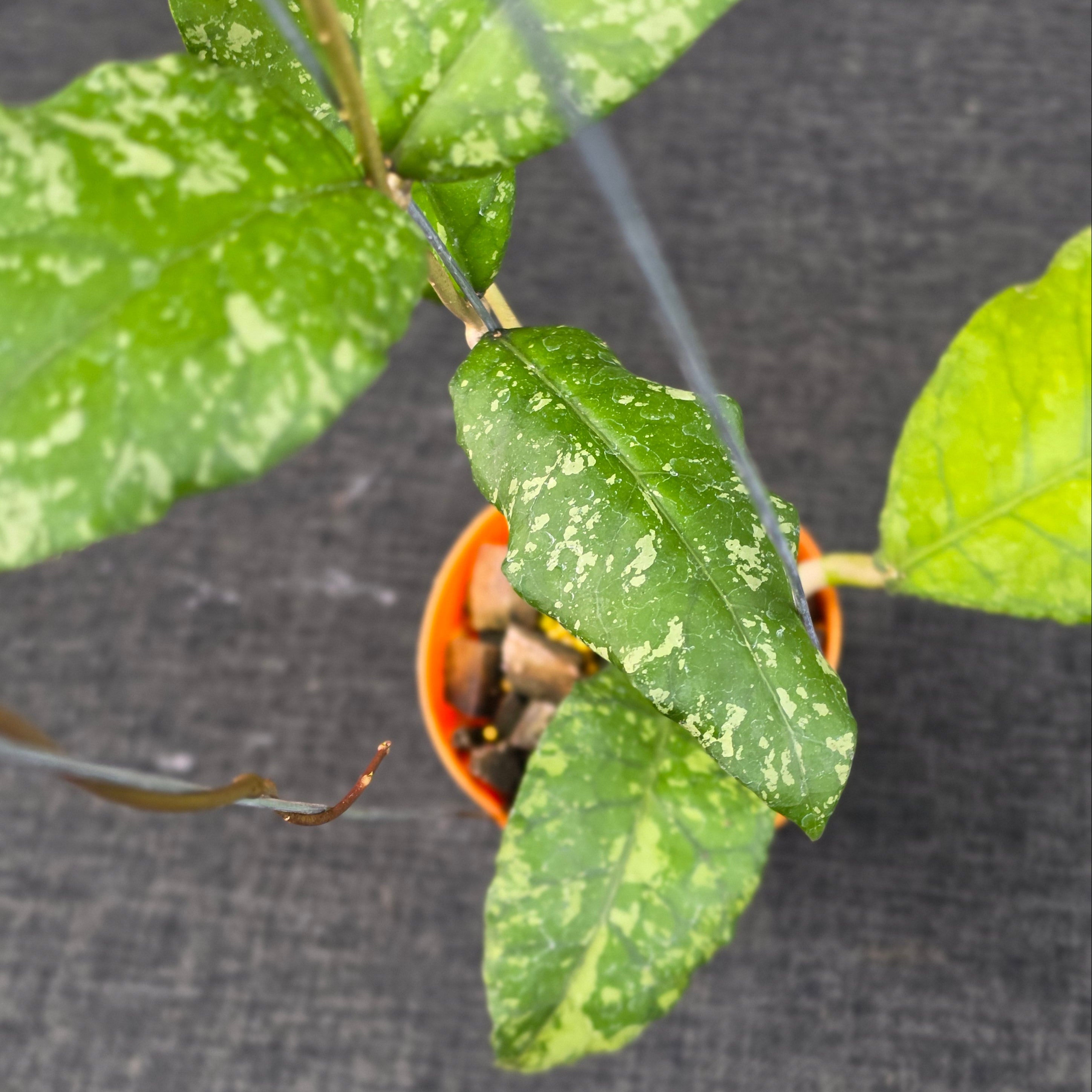 Hoya sp aceh forest orb