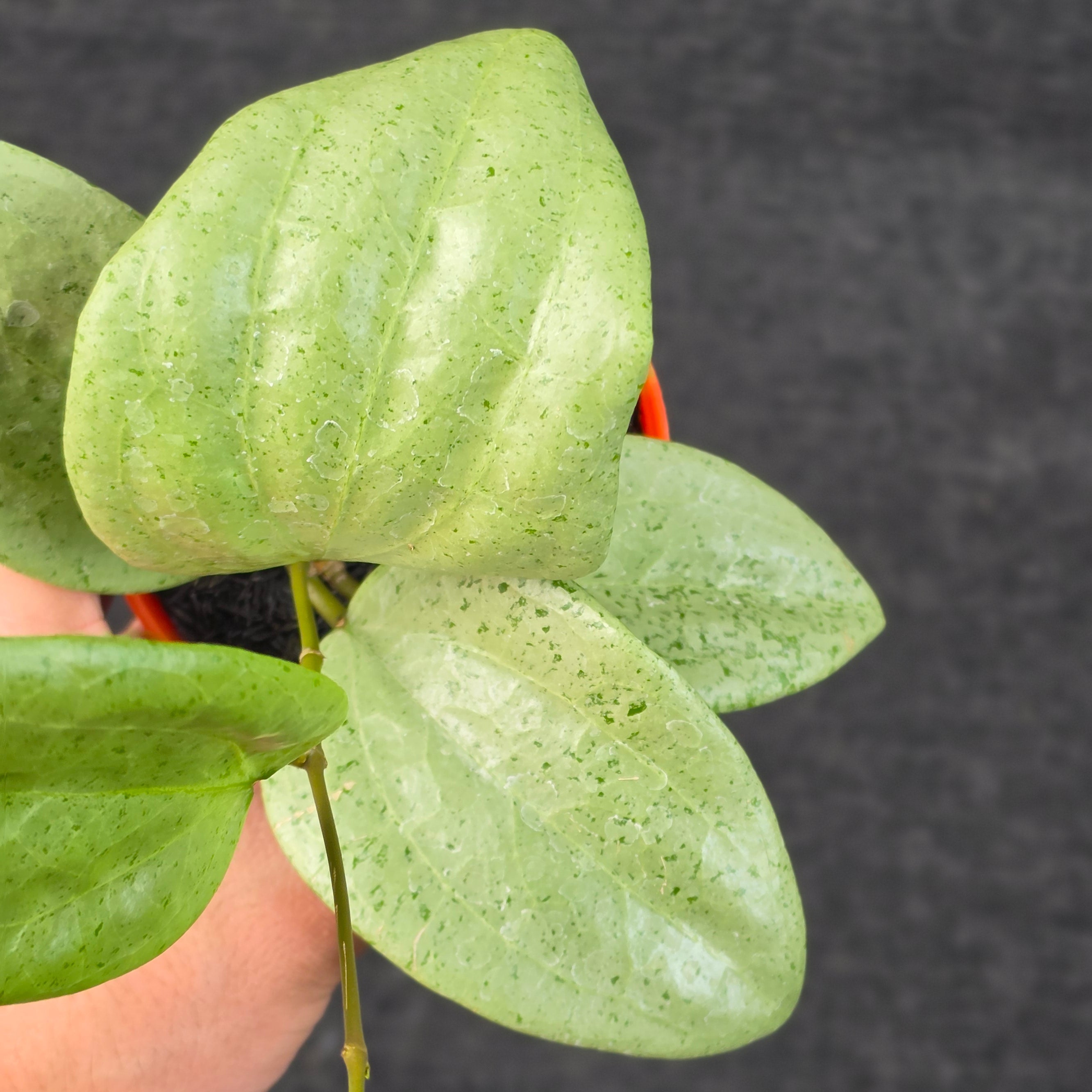Hoya glabra 'gin' (silver)
