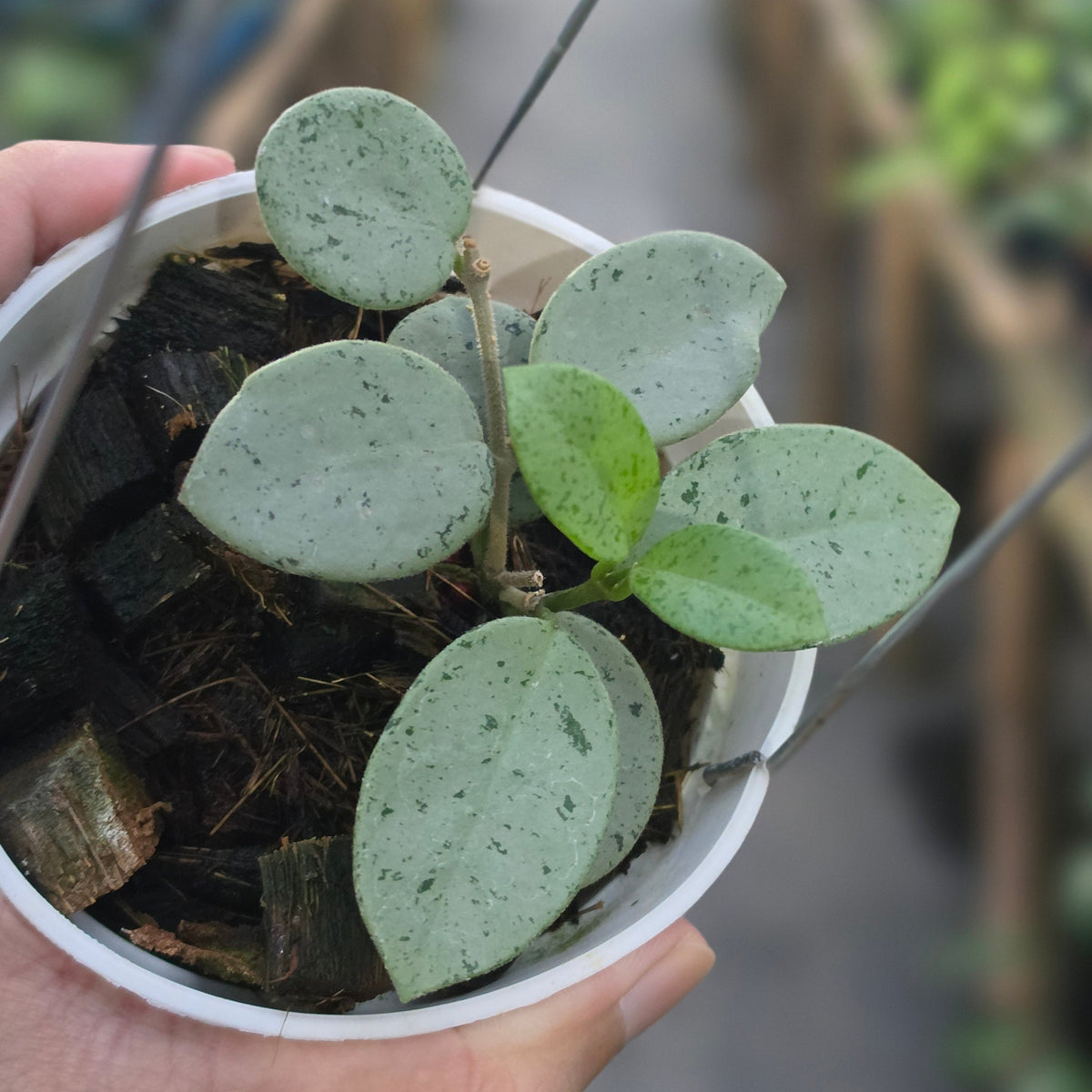Hoya mathilde green spot