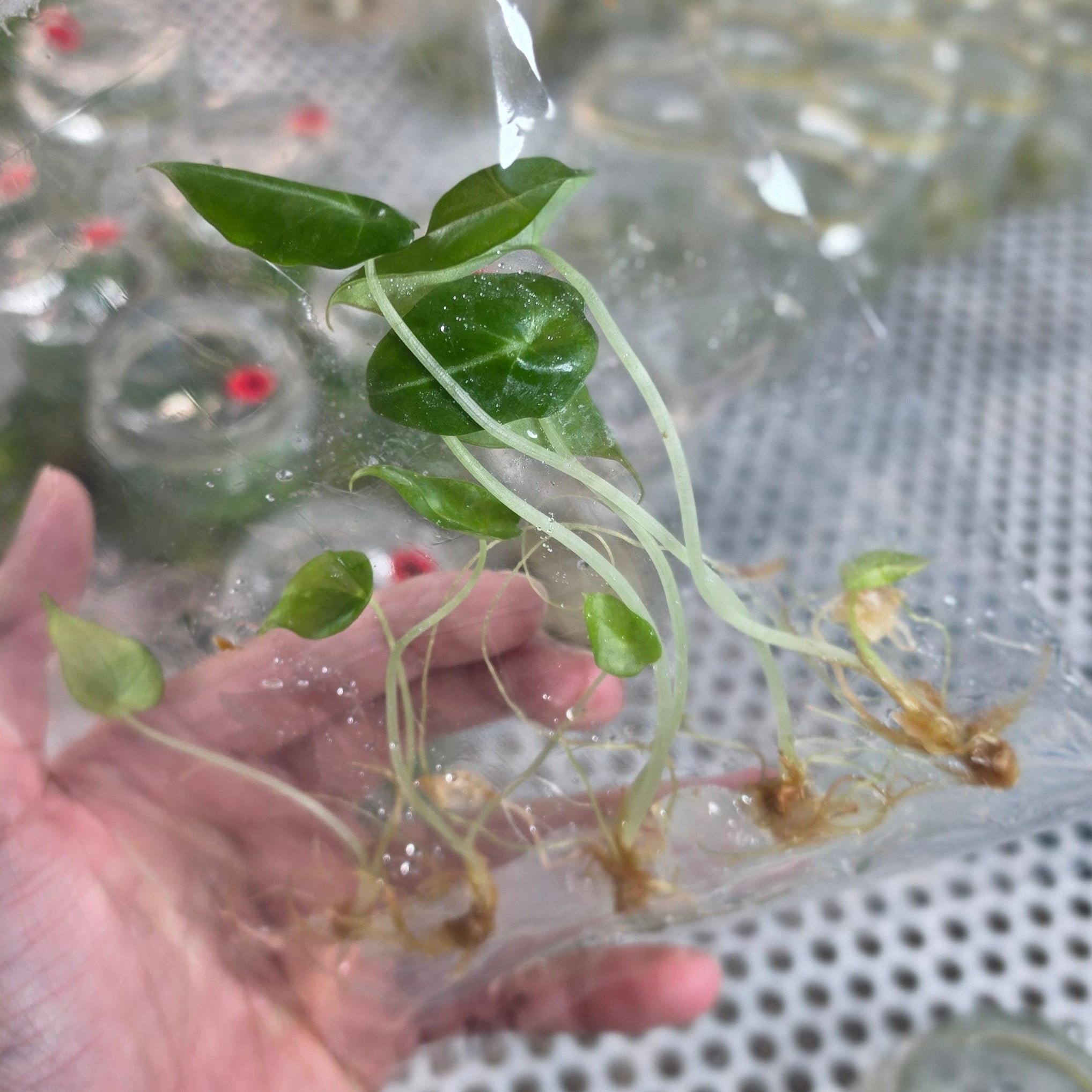 Alocasia black velvet - Tissue culture