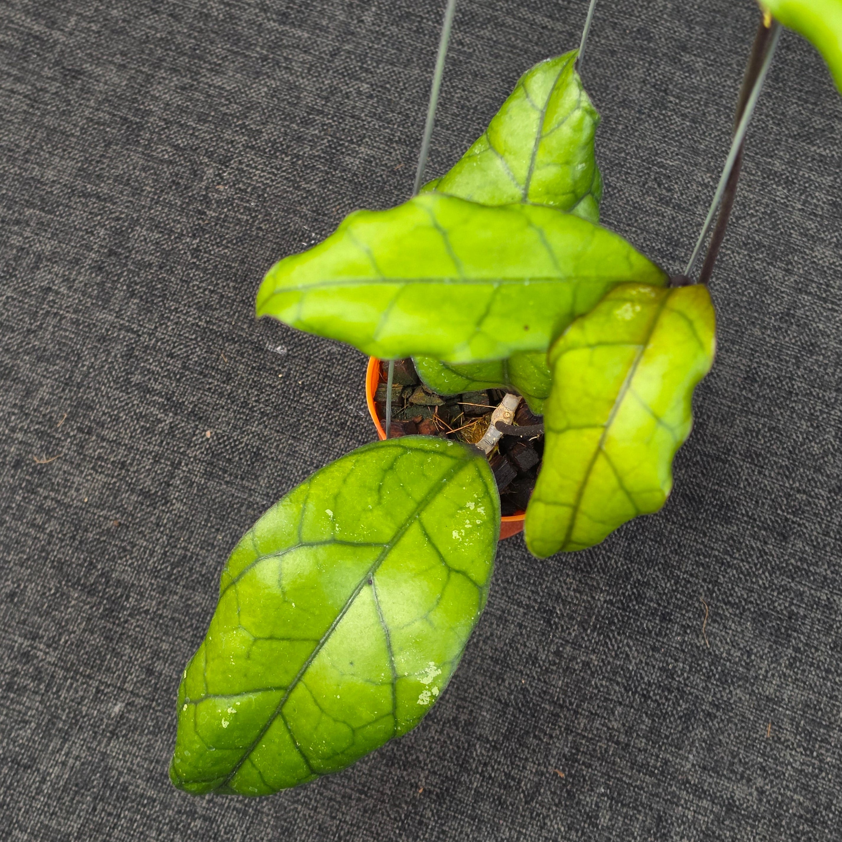 Hoya finlaysonii 'Tabalong'