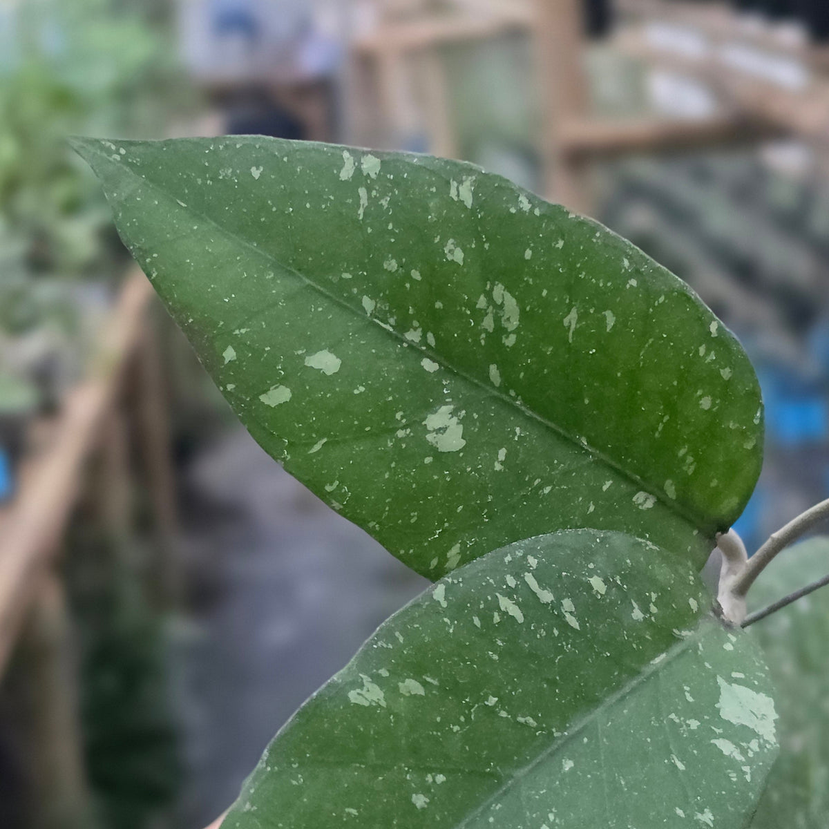 Hoya sp aceh 'riana'