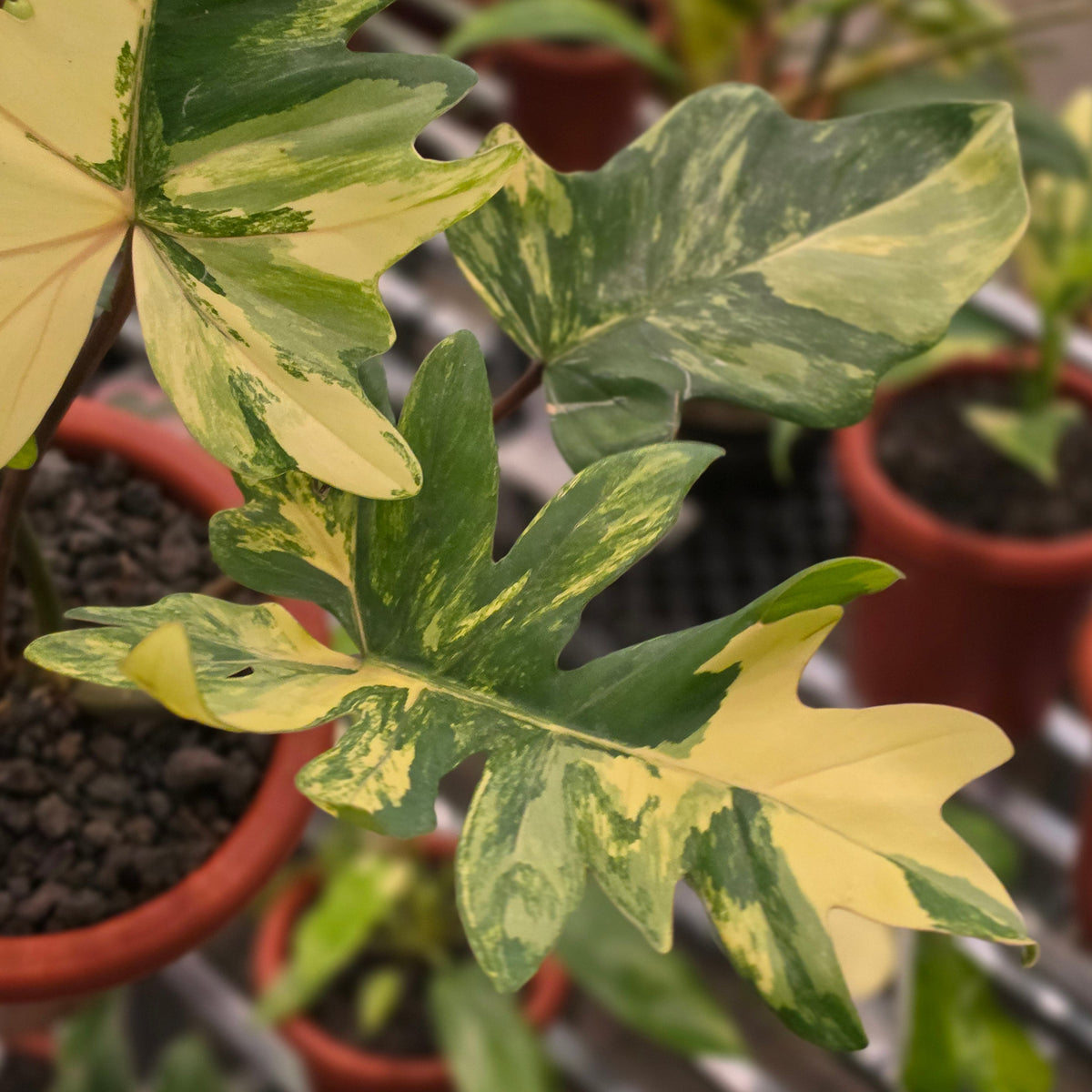 Philodendron mayoi variegated