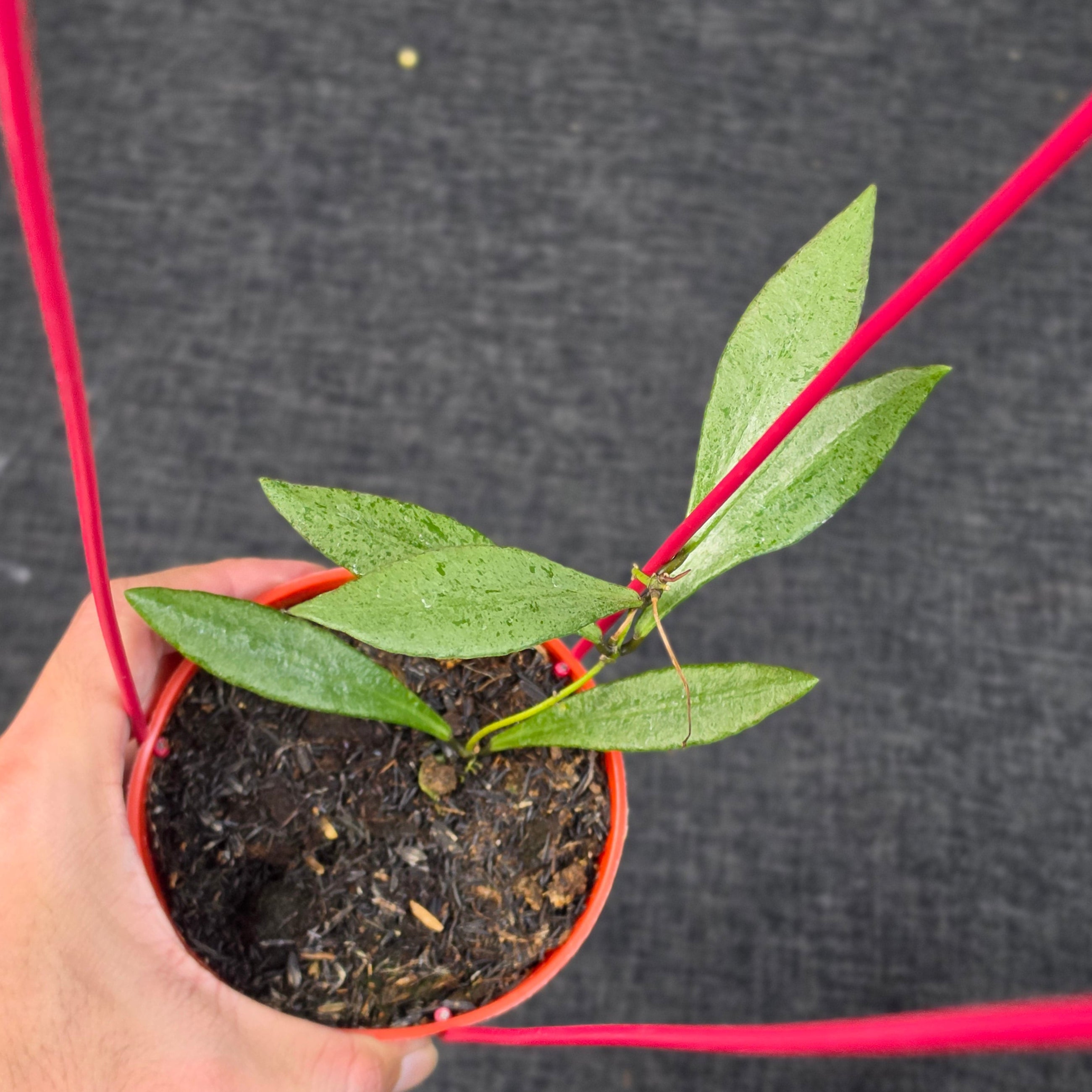 Hoya beccarii 'Silver'