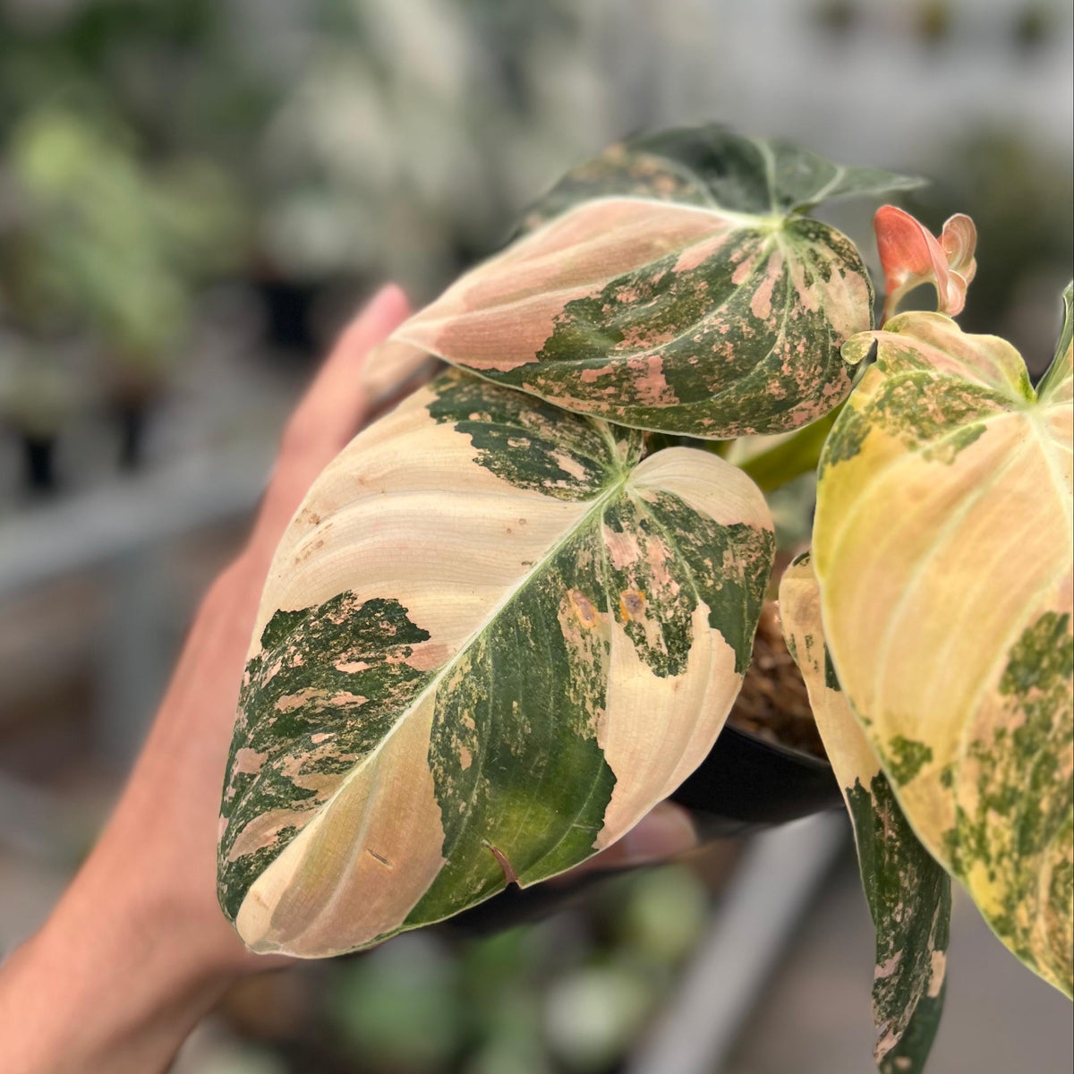 Philodendron melanochrysum orange variegated