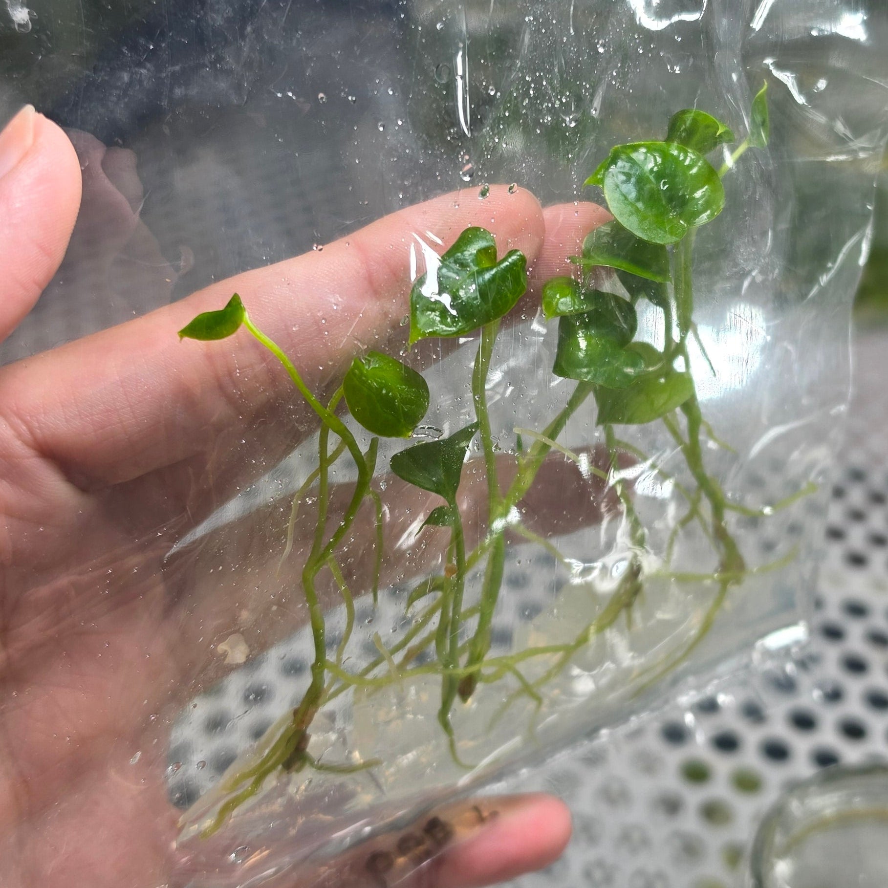 Anthurium papillilaminum red devil - Tissue culture