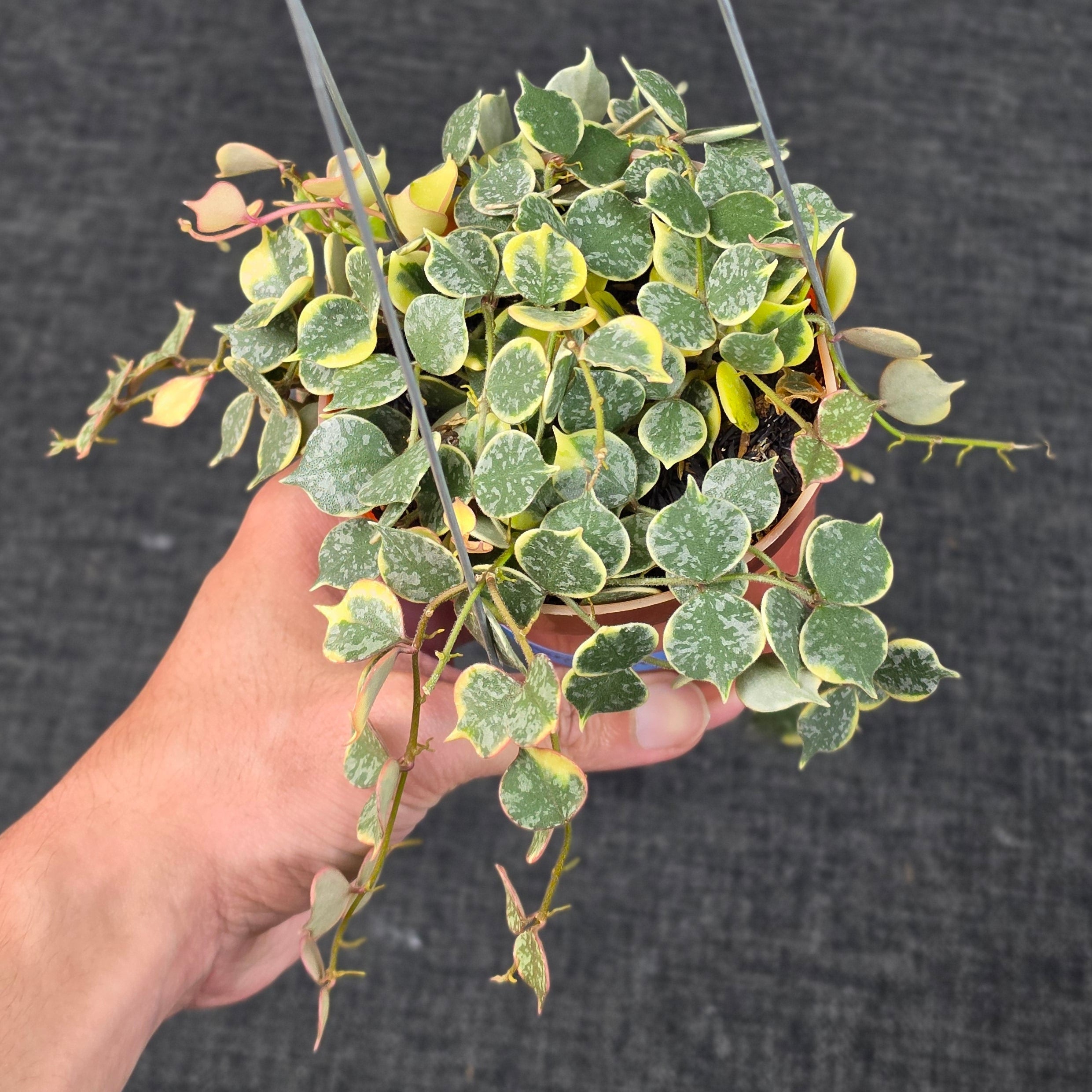 Hoya curtisii 'Albomarginata'