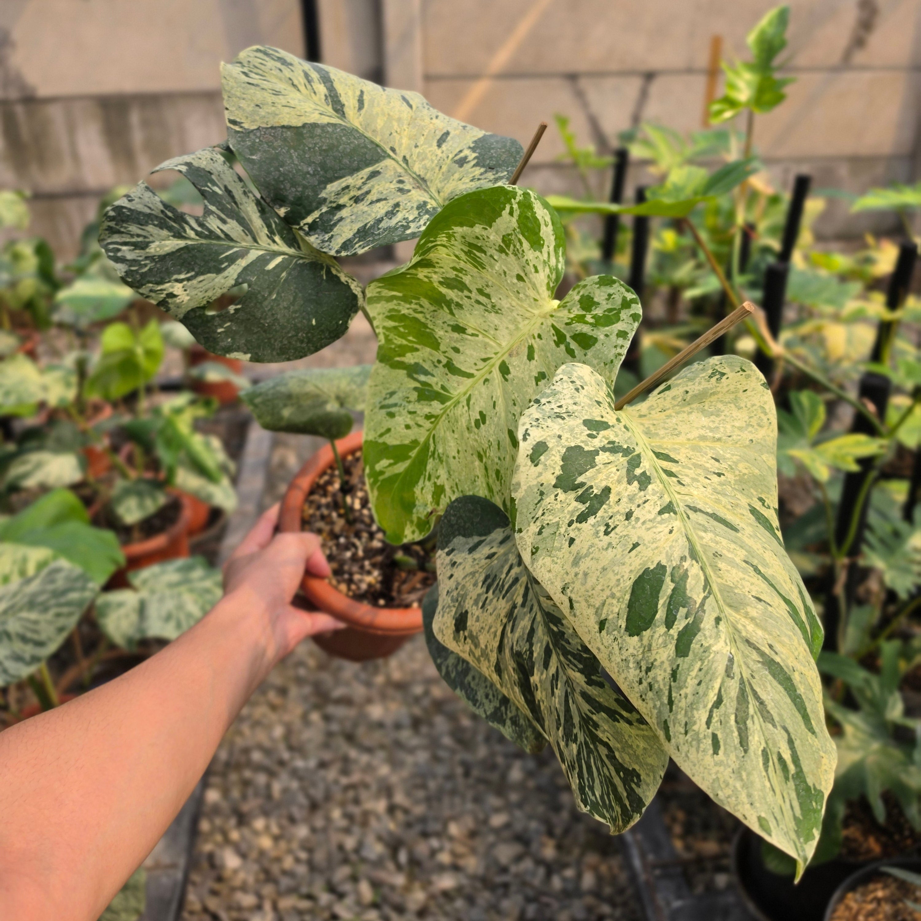 Monstera bulbasaur