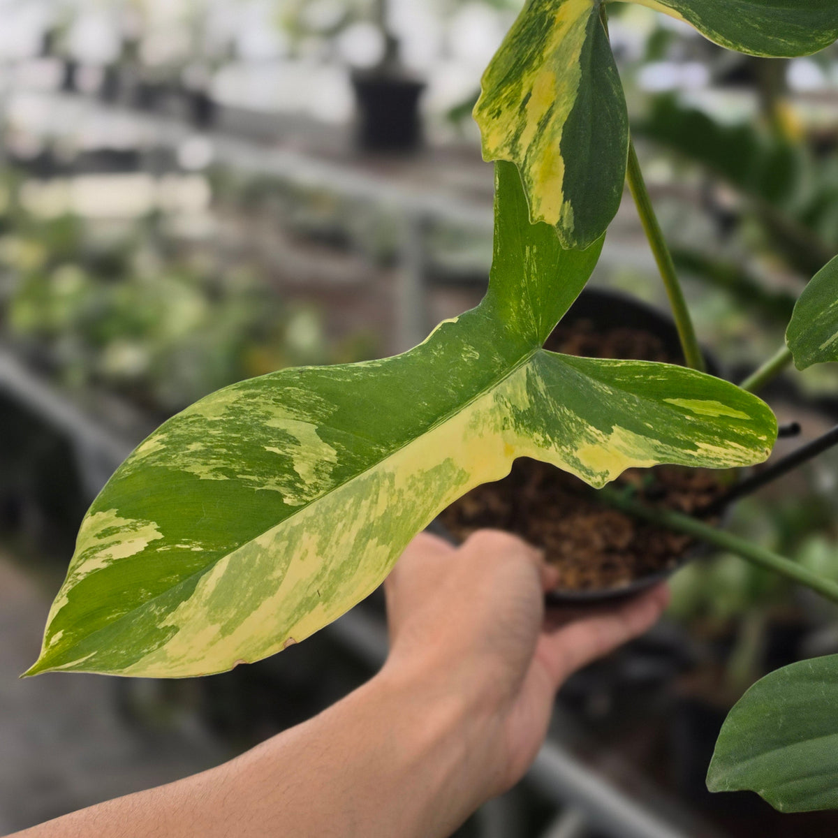 Philodendron florida beauty x mayoi