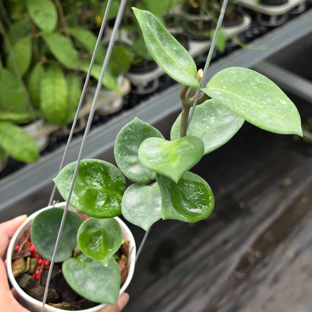 Hoya carnosa ‘Snowball’