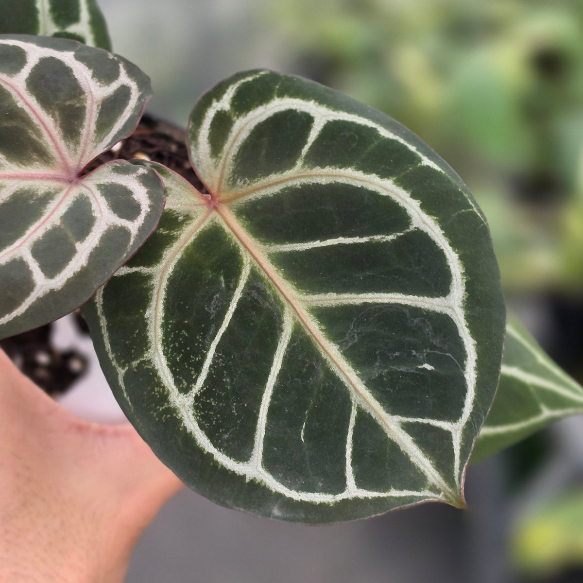 Anthurium king of spades x red crystallinum - AM26-09