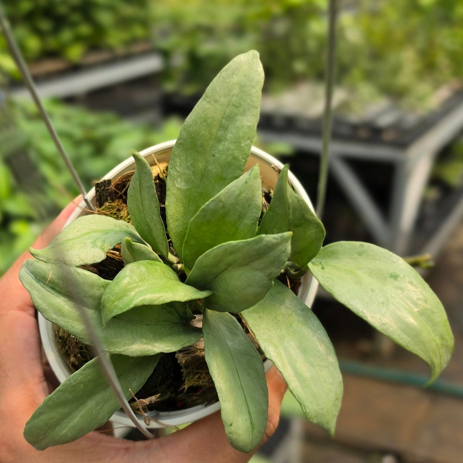Hoya lacunosa ‘Curly’