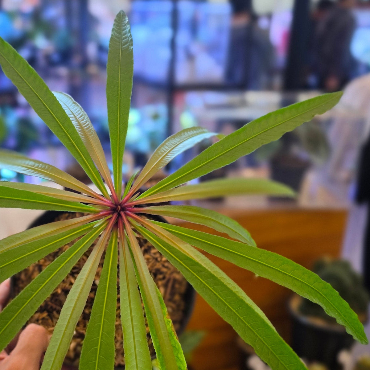 Barringtonia papuana