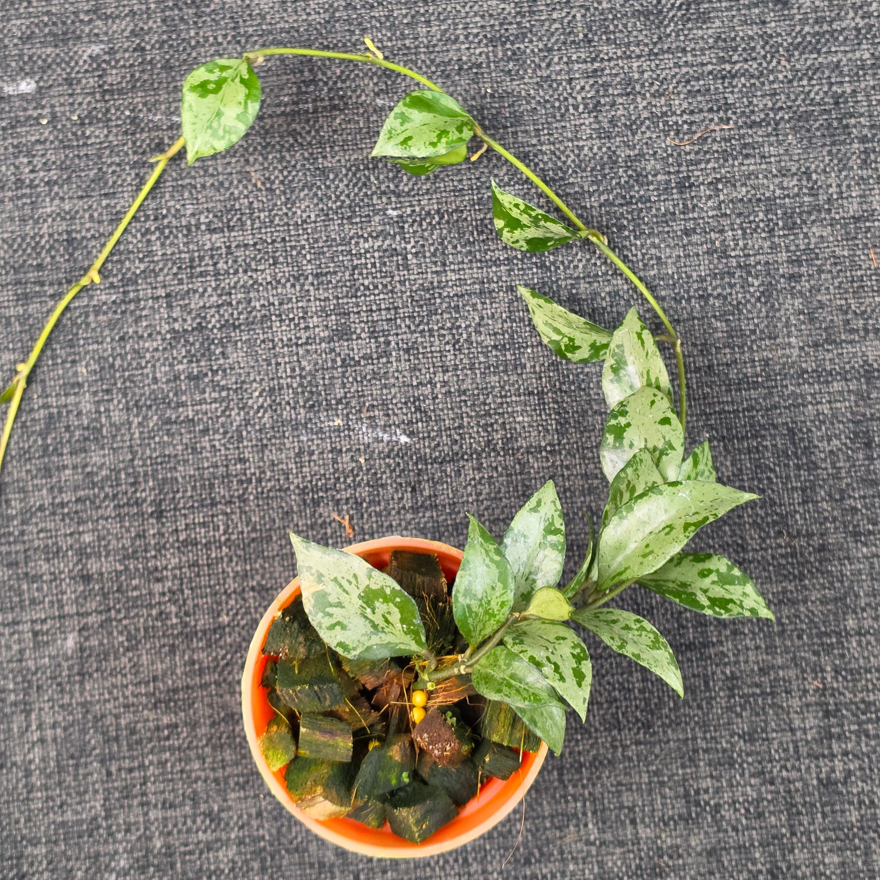 Hoya lacunosa 'Green Flame'