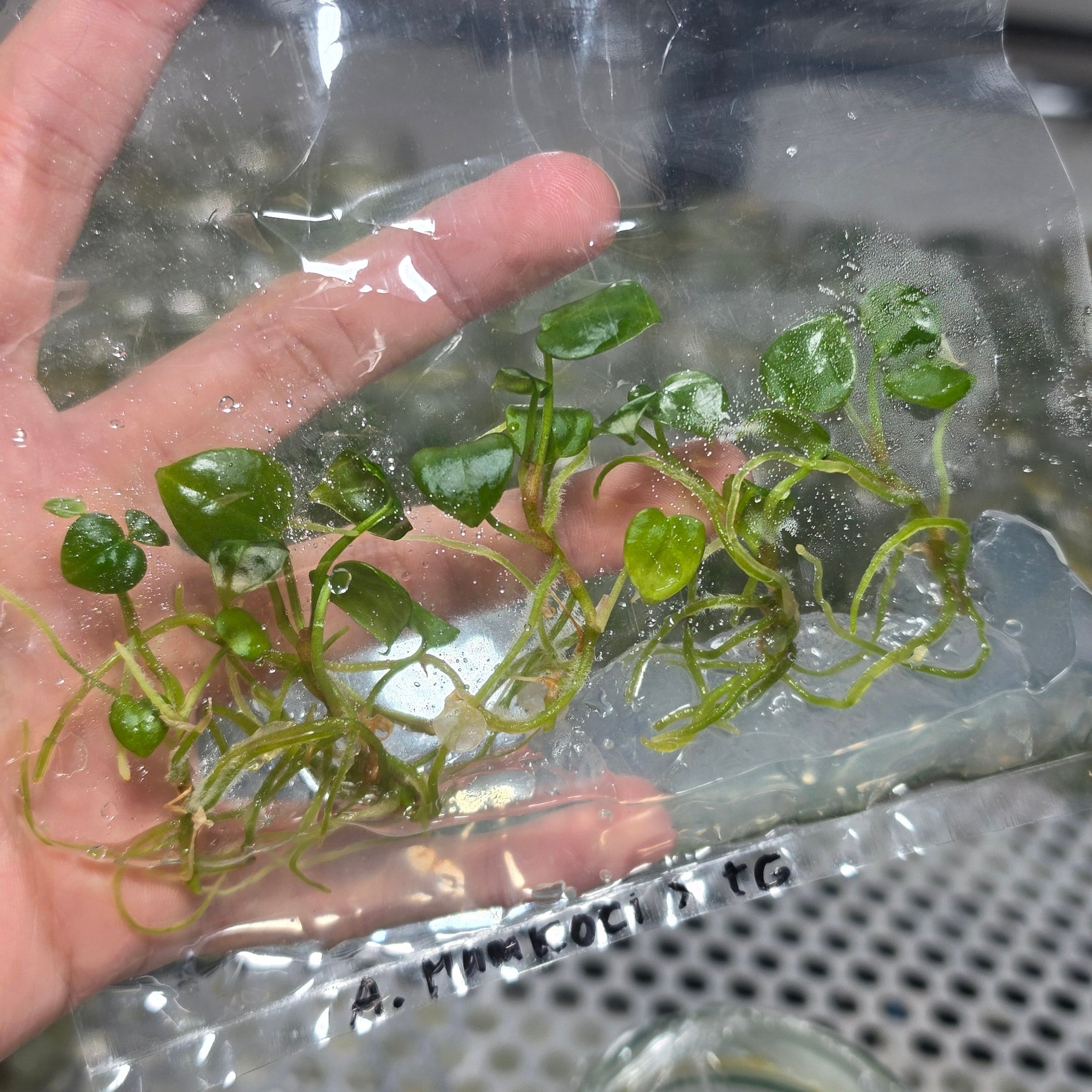 Anthurium mangkoci tortoise grey - Tissue culture