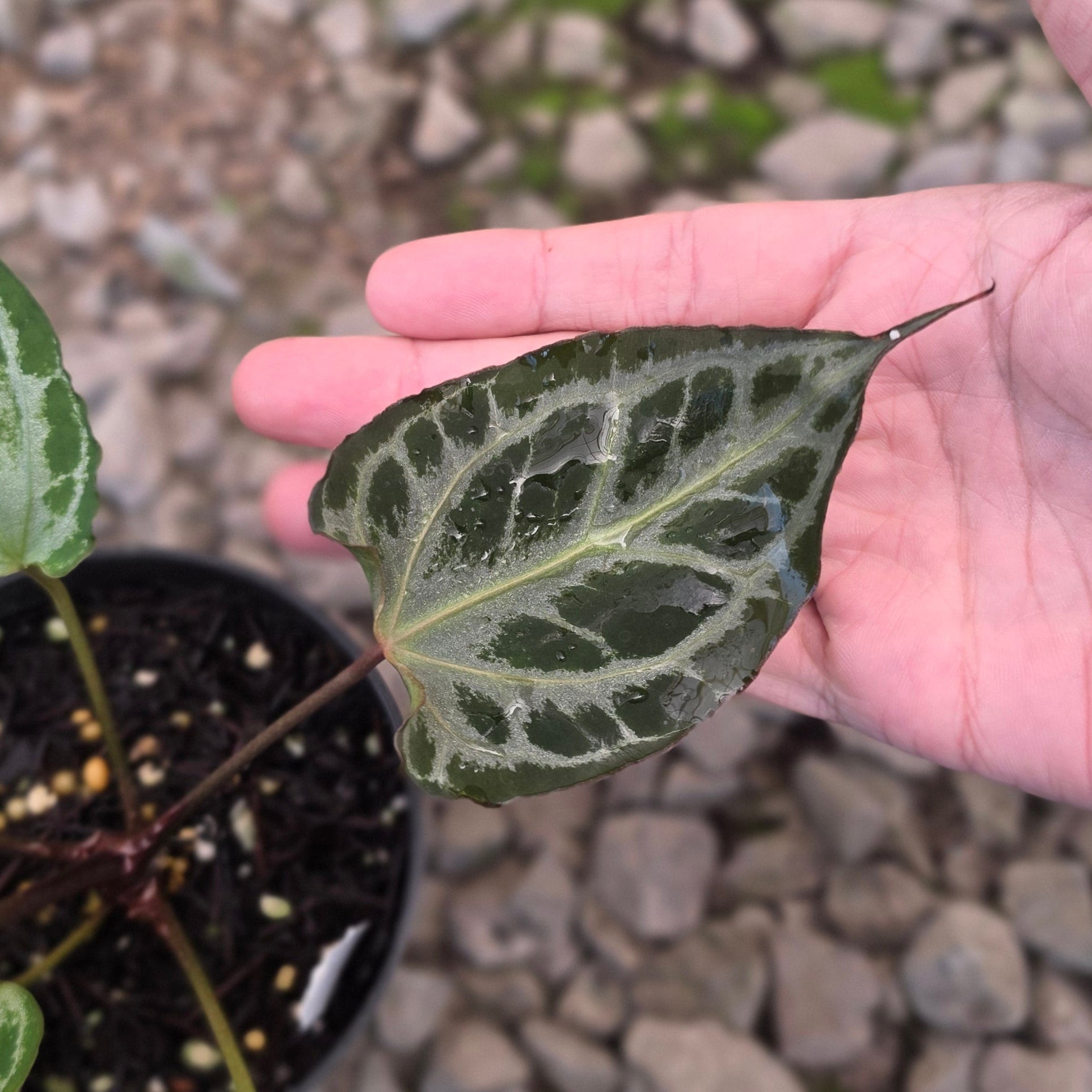 Anthurium muchlis x red crystallinum medium size