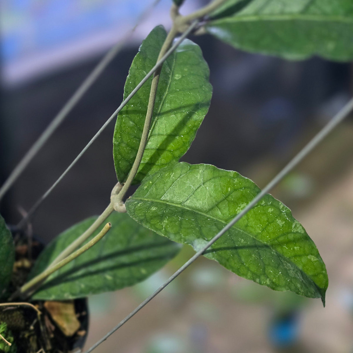 Hoya sp aceh green scale