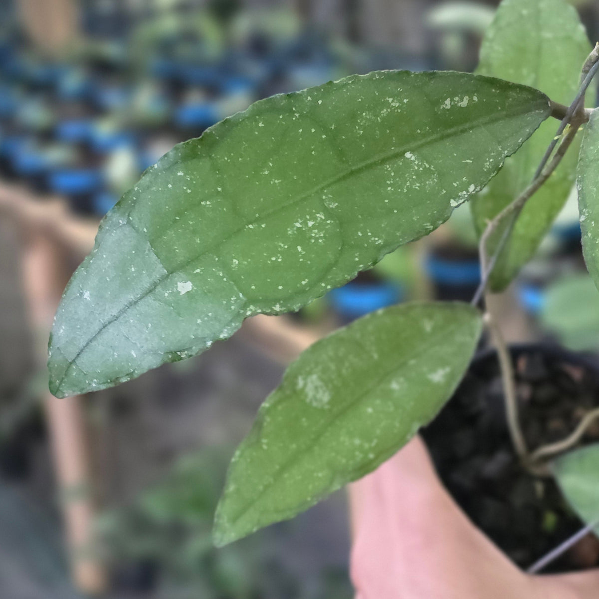 Hoya clemensiorum 'Veinless'