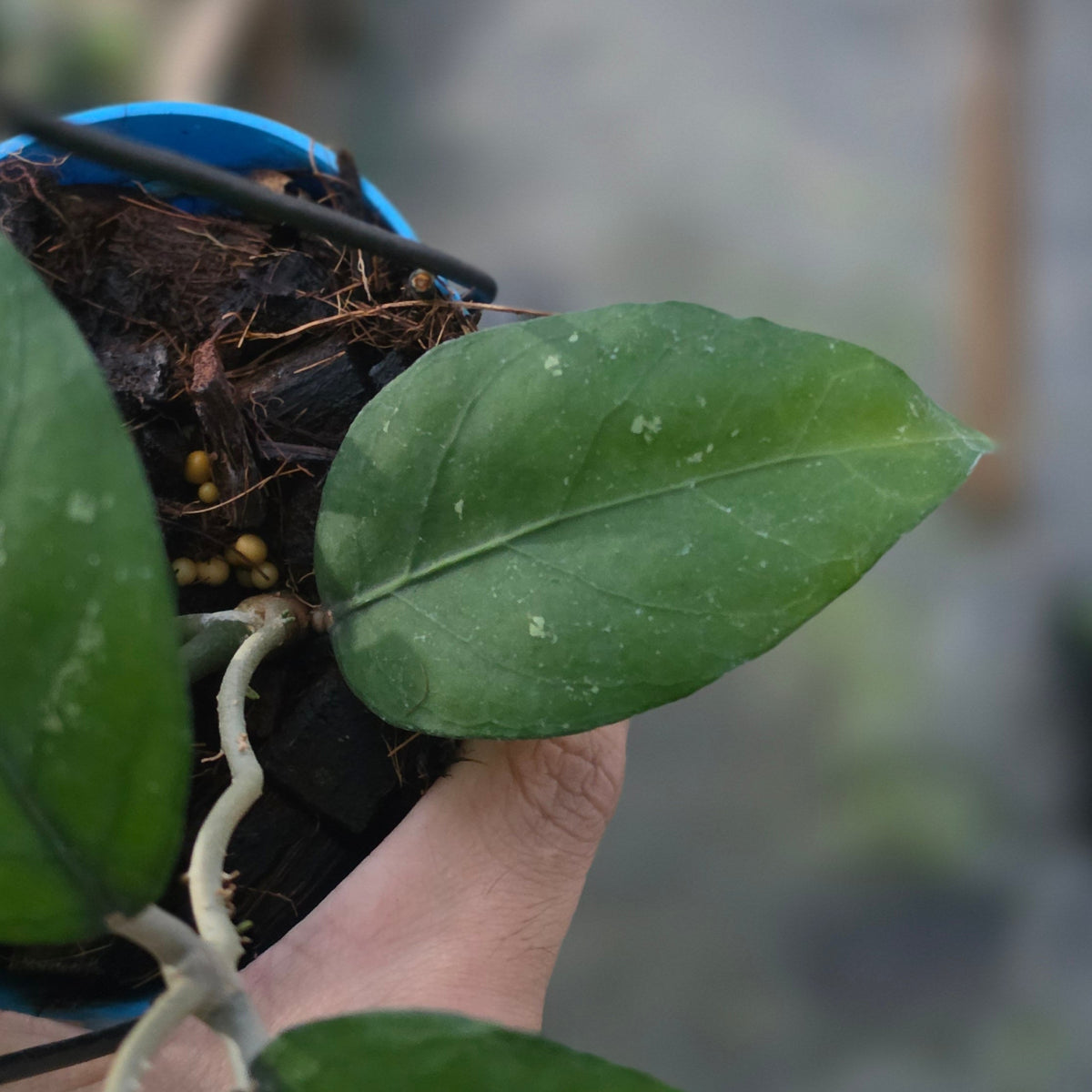 Hoya sp aceh dragon altar