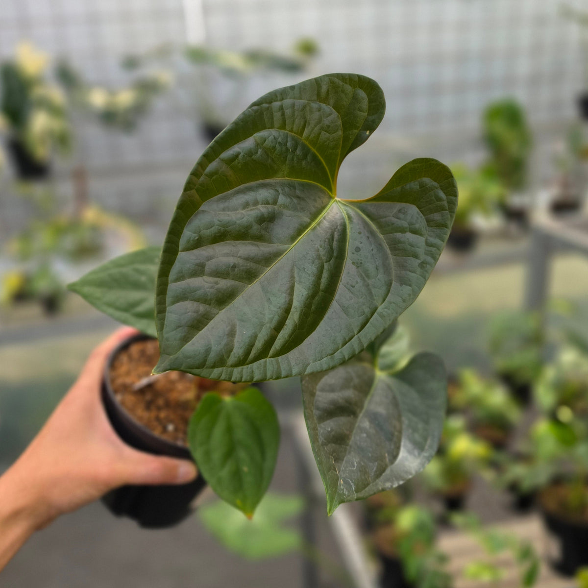 Anthurium noid x luxurian - AM20-09