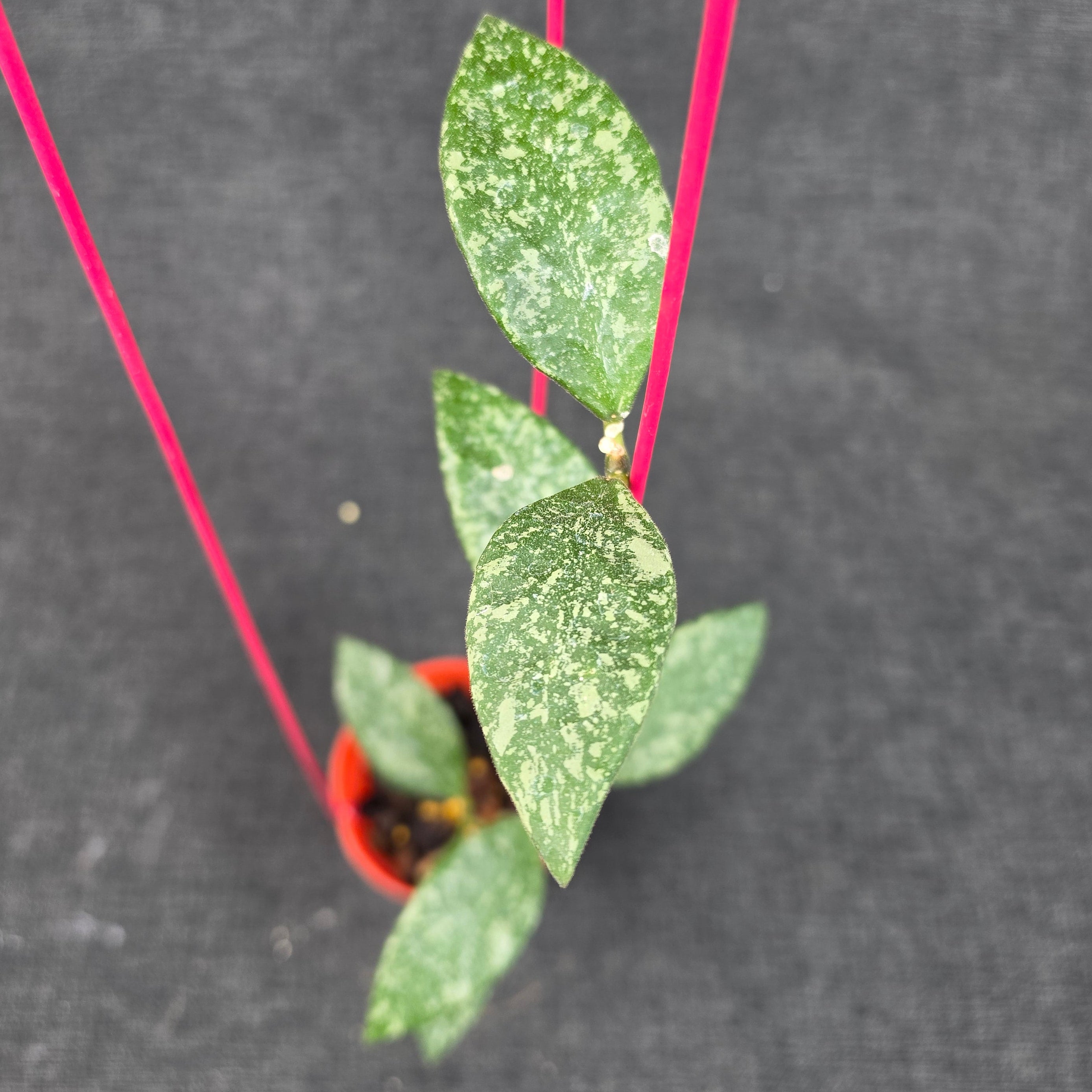 Hoya rundumensis 'High Splash'